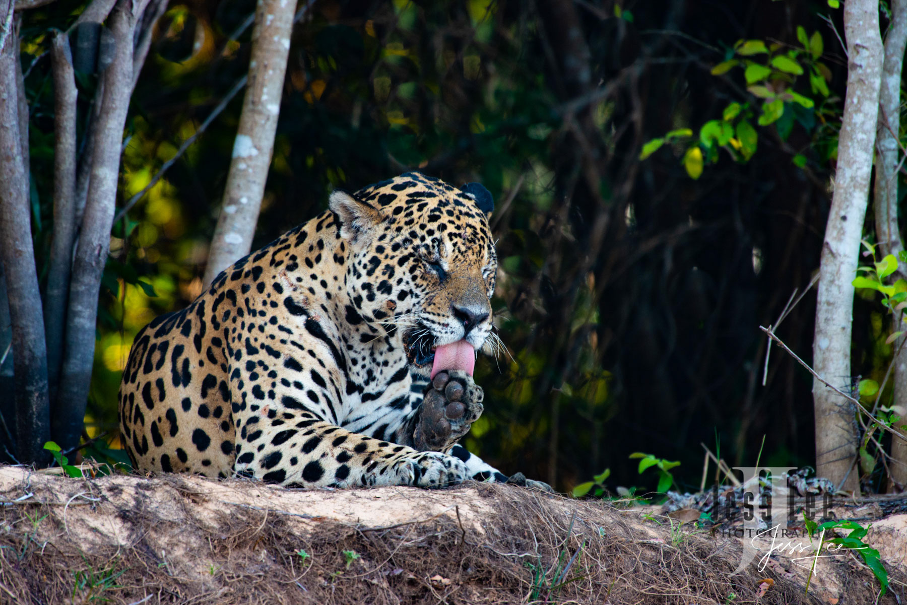 Licked Fine art Jaguar licking its paw print limited edition of 300 luxury prints by Jess Lee. All photographs copyright © Jess Lee