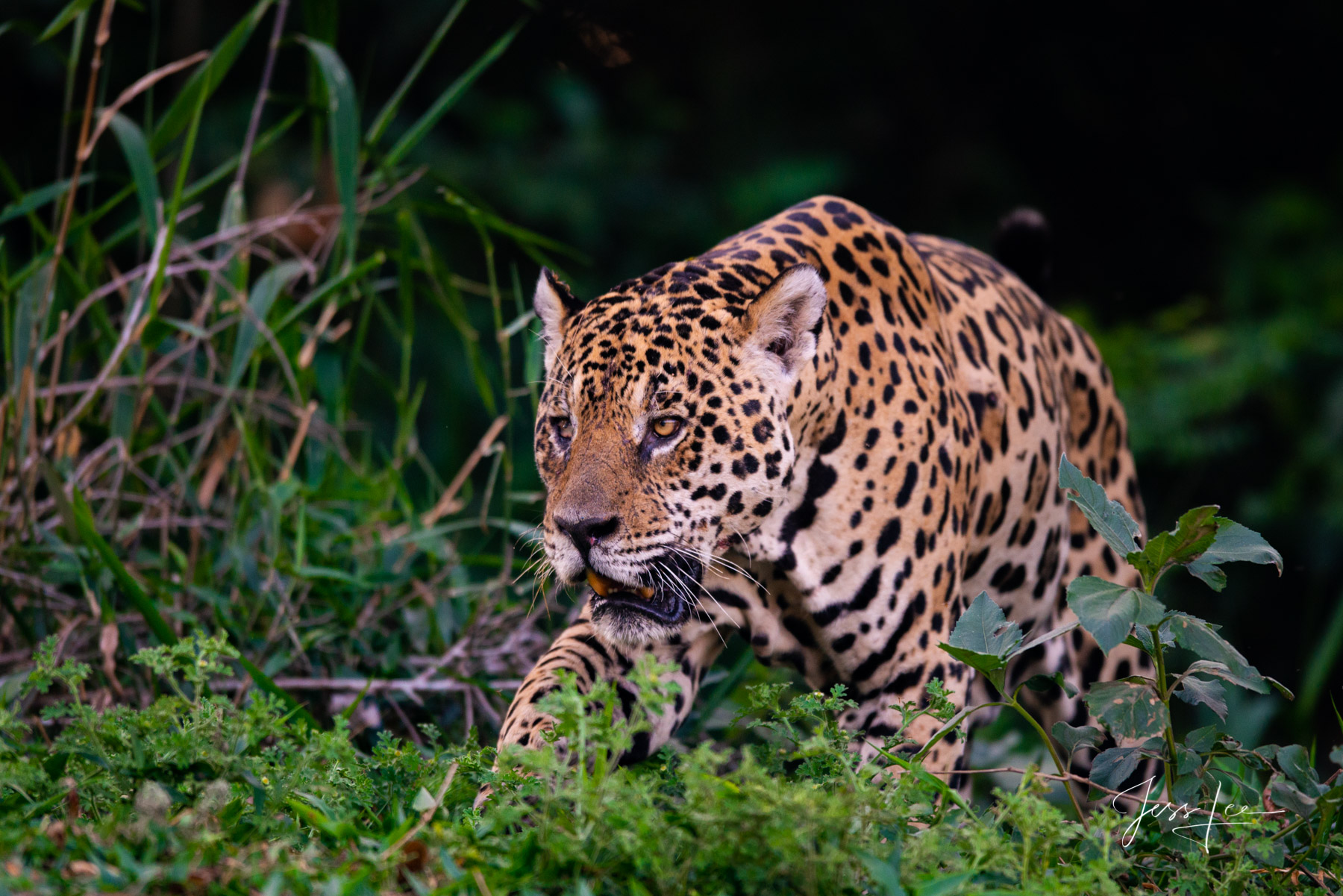 Fine art Jaguar studying its prey print limited edition of 300 luxury prints by Jess Lee. All photographs copyright © Jess Lee...