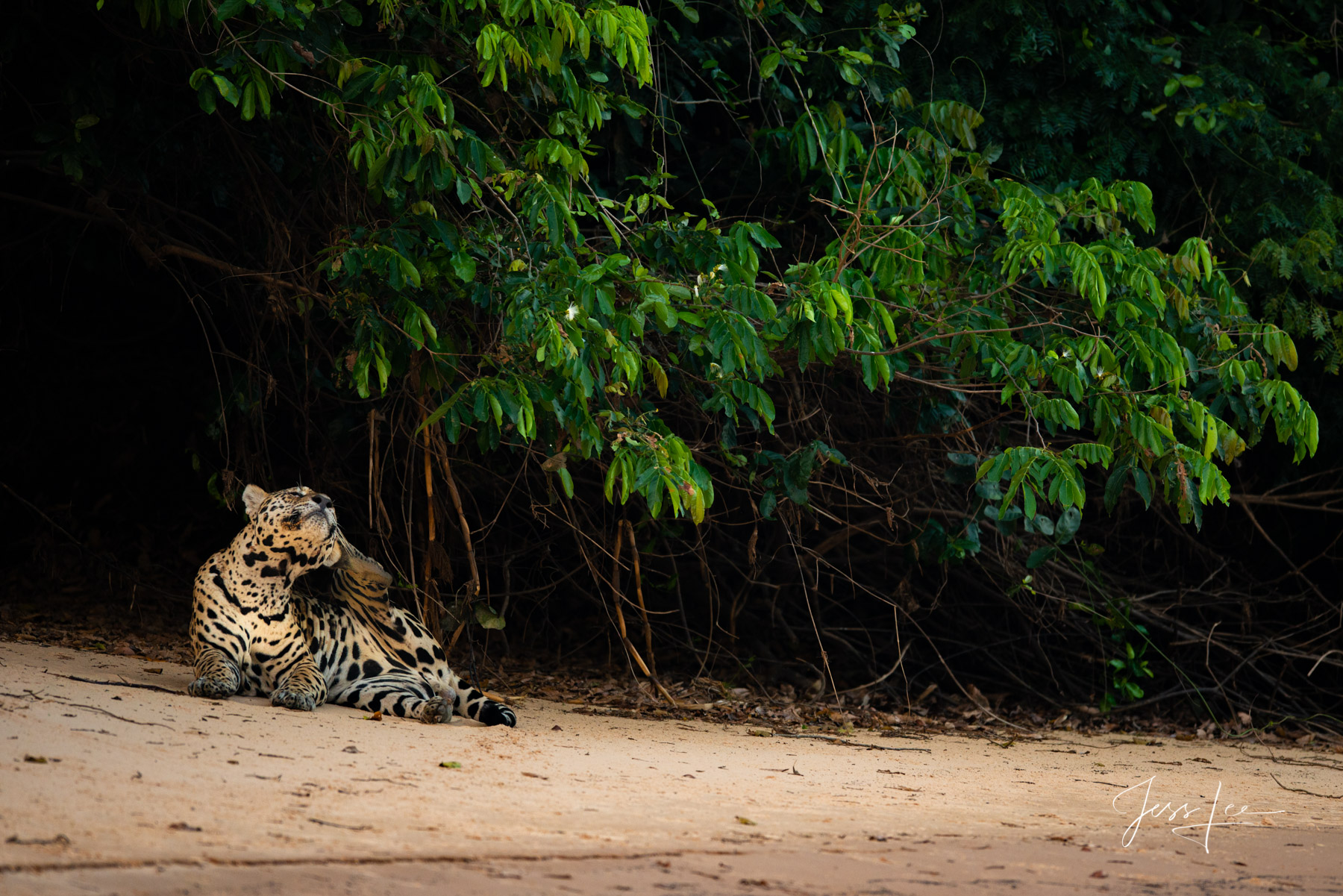 Fine art Jaguar scratching an itch print limited edition of 300 luxury prints by Jess Lee. All photographs copyright © Jess...