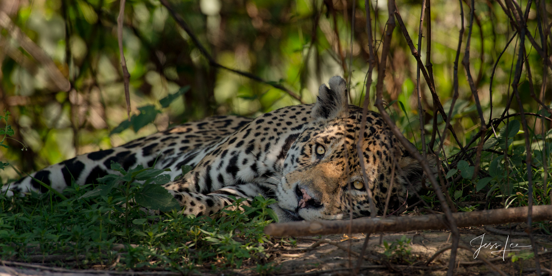 Fine art Jaguar napping print limited edition of 300 luxury prints by Jess Lee. All photographs copyright © Jess Lee