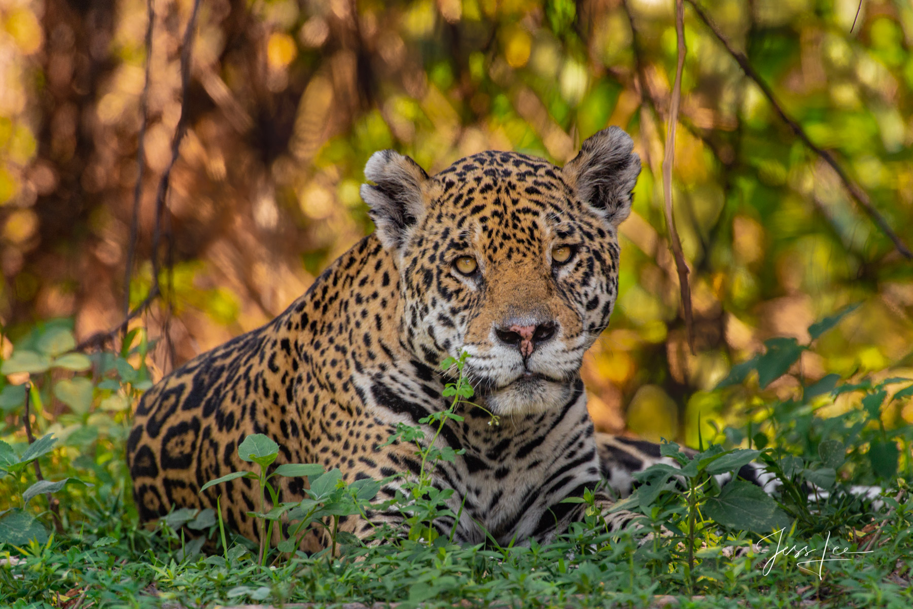 What! Fine art curious Jaguar print limited edition of 300 luxury prints by Jess Lee. All photographs copyright © Jess Lee
