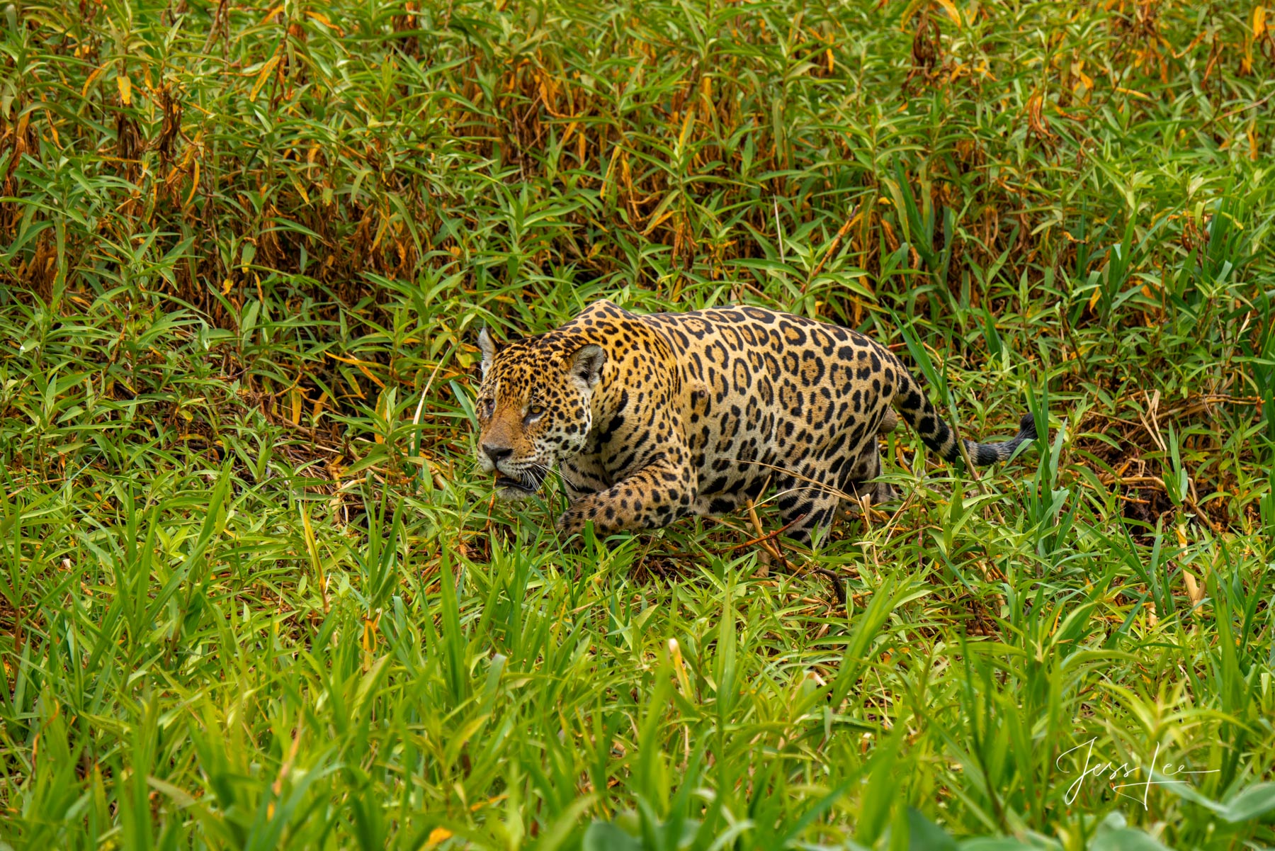 Fine art Jaguar ready to pounce print limited edition of 300 luxury prints by Jess Lee. All photographs copyright © Jess Lee