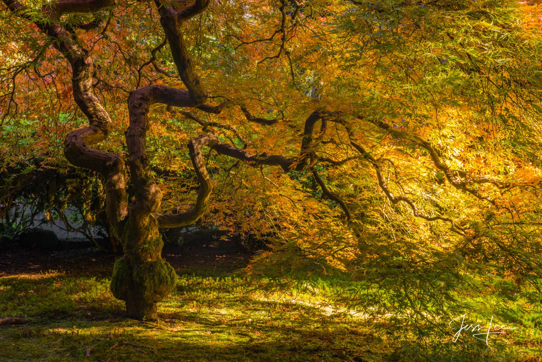 Photographic Prints of the Golden Glow of this famous Maple in the Portland Japanese Garden, , Fabulous photography, best photo...