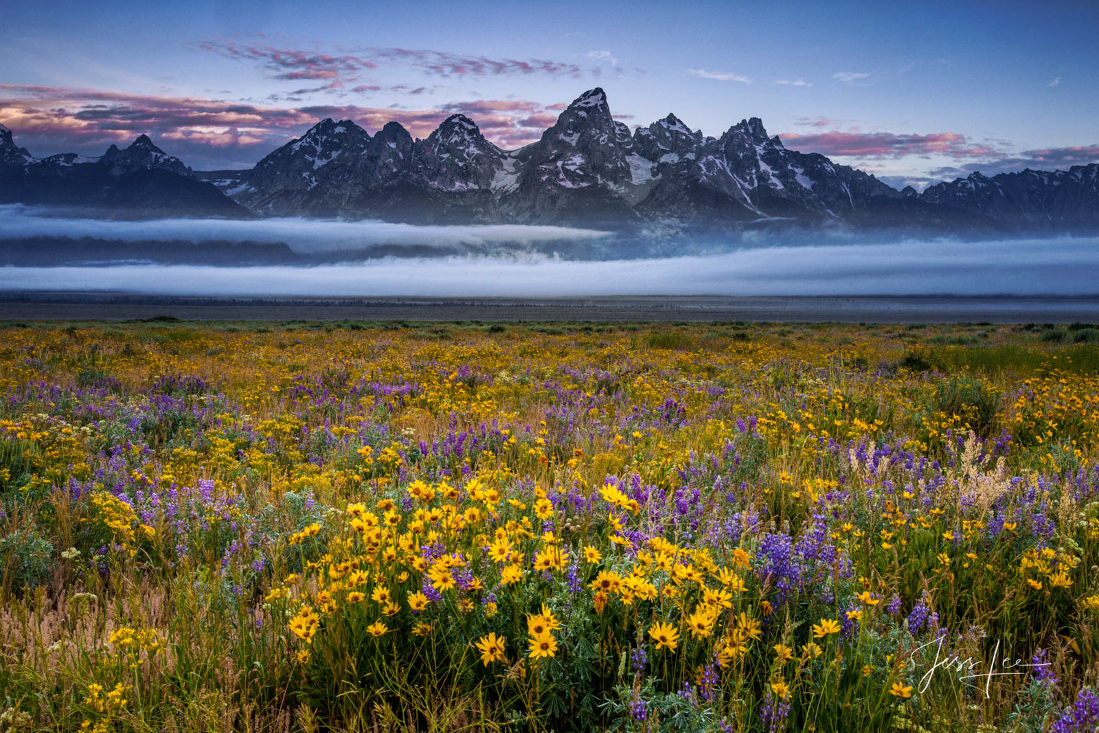 Jackson Hole Spring Flowers Teton Spring flower fields