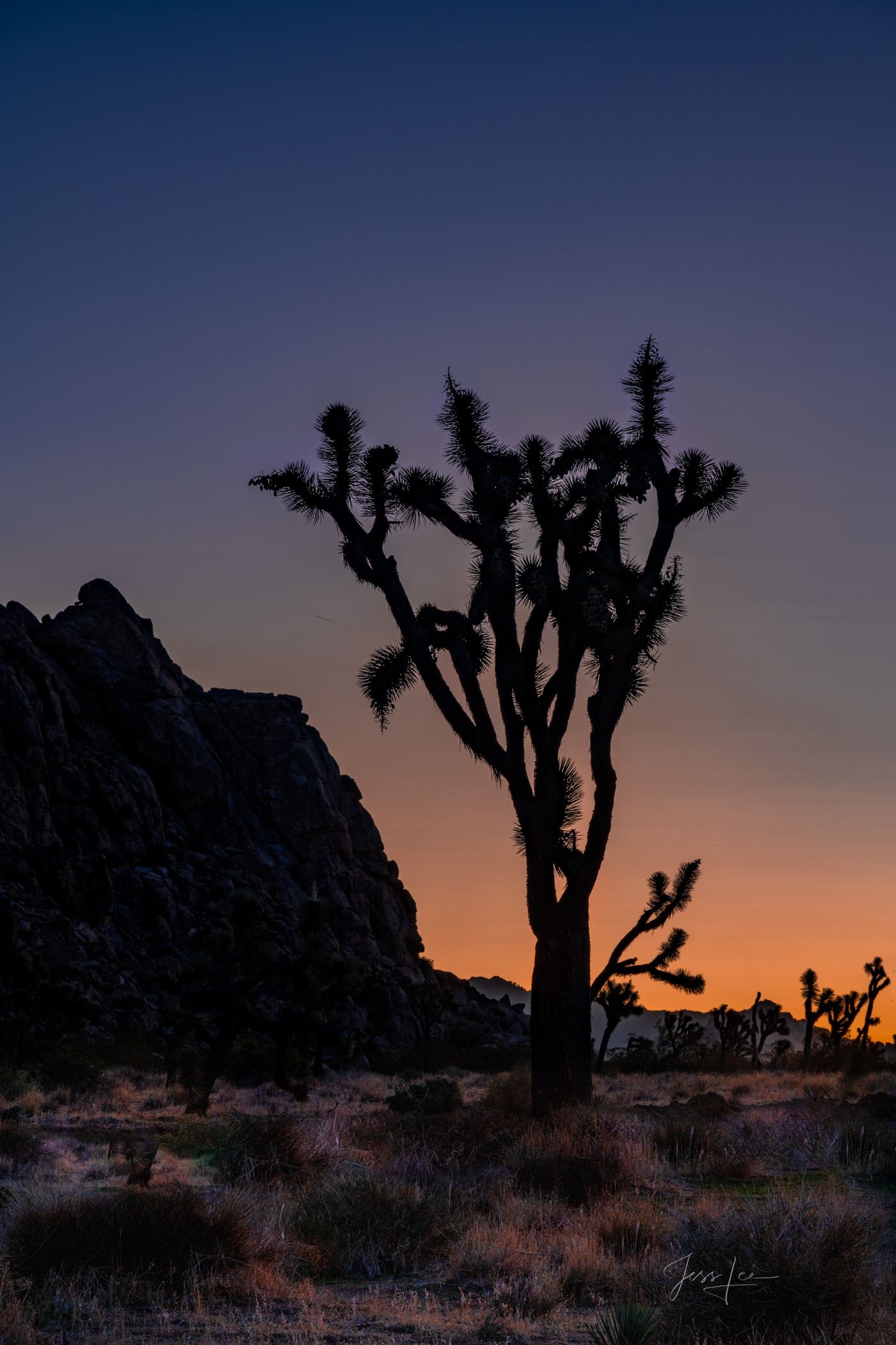 Sunset Alone Beautiful Photography, Fine Art Landscape Print Of Joshua Tree National Park, California