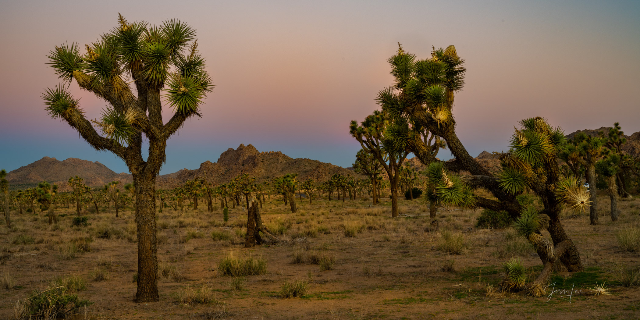 Beautiful Photography, Fine Art Landscape Print Of Joshua Tree National Park, California