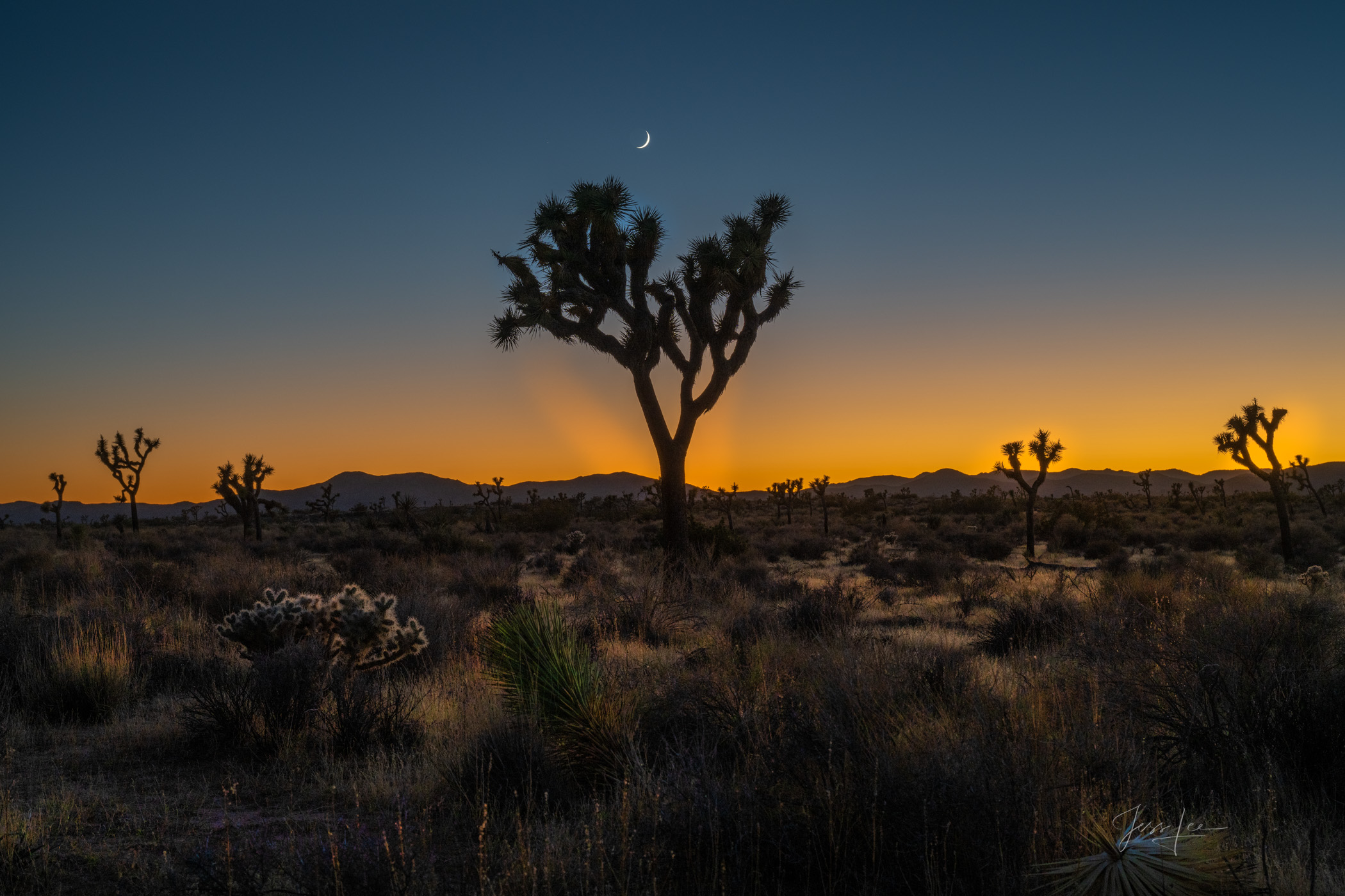 Desert Glow Beautiful Photography, Fine Art Landscape Print Of Joshua Tree National Park, California