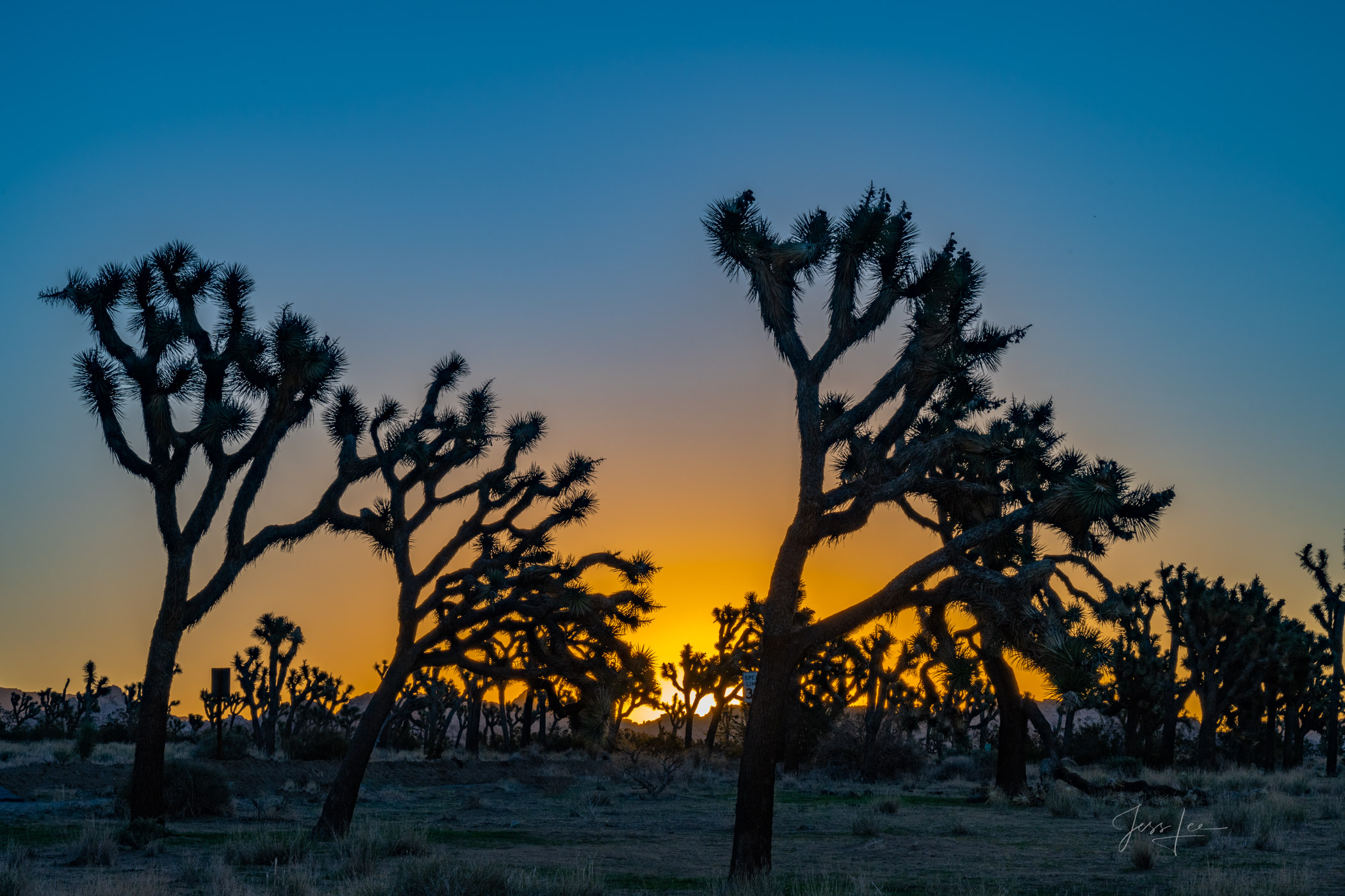 Beautiful Photography, Fine Art Landscape Print Of Joshua Tree National Park, California