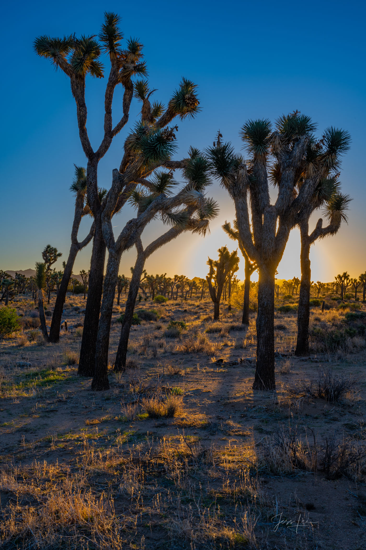 Joshua Sunset Beautiful Photography, Fine Art Landscape Print Of Joshua Tree National Park, California