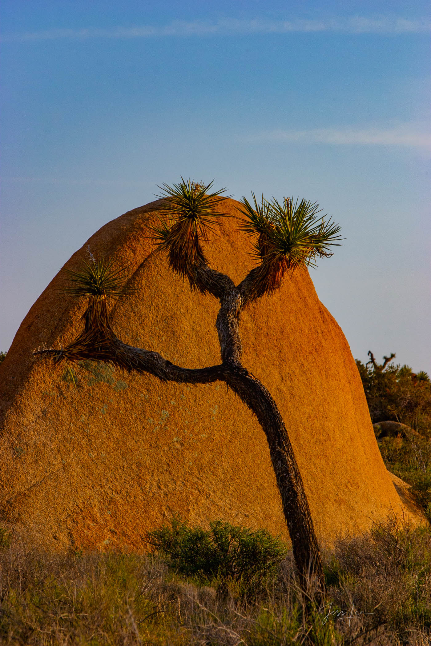 Beautiful Photography, Fine Art Landscape Print Of Joshua Tree National Park, California