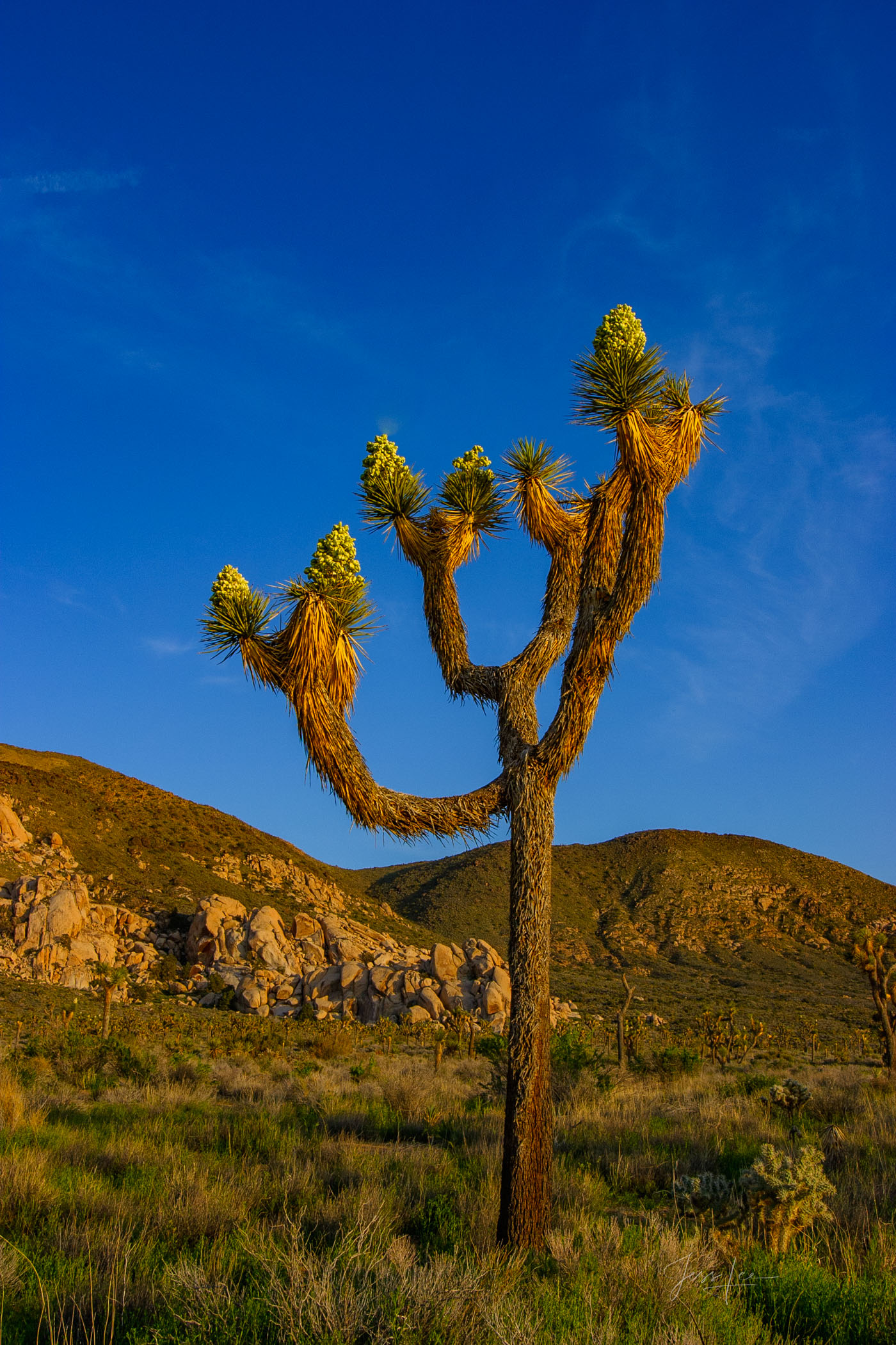 Beautiful Photography, Fine Art Landscape Print Of Joshua Tree National Park, California