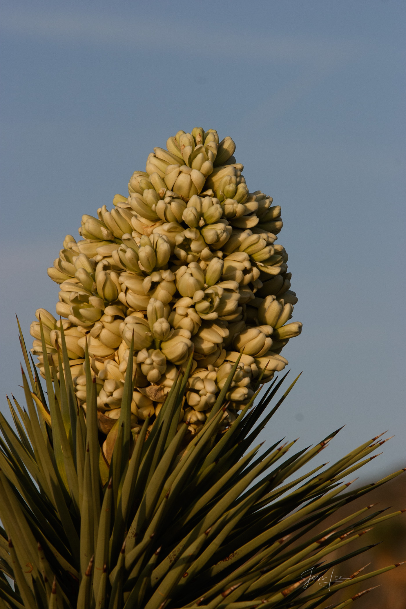 Desert Flower Beautiful Photography, Fine Art Landscape Print Of Joshua Tree National Park, California