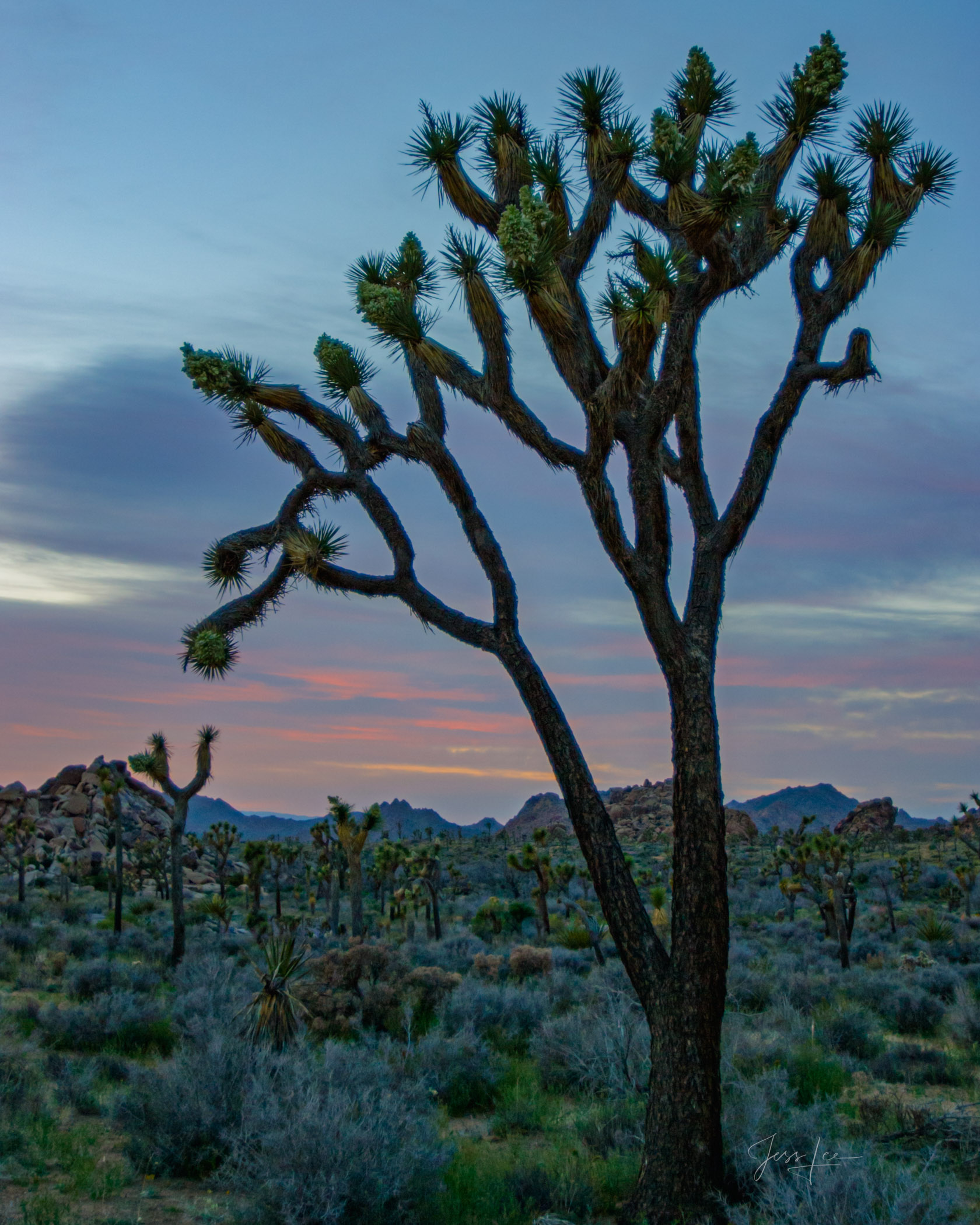 Beautiful Photography, Fine Art Landscape Print Of Joshua Tree National Park, California