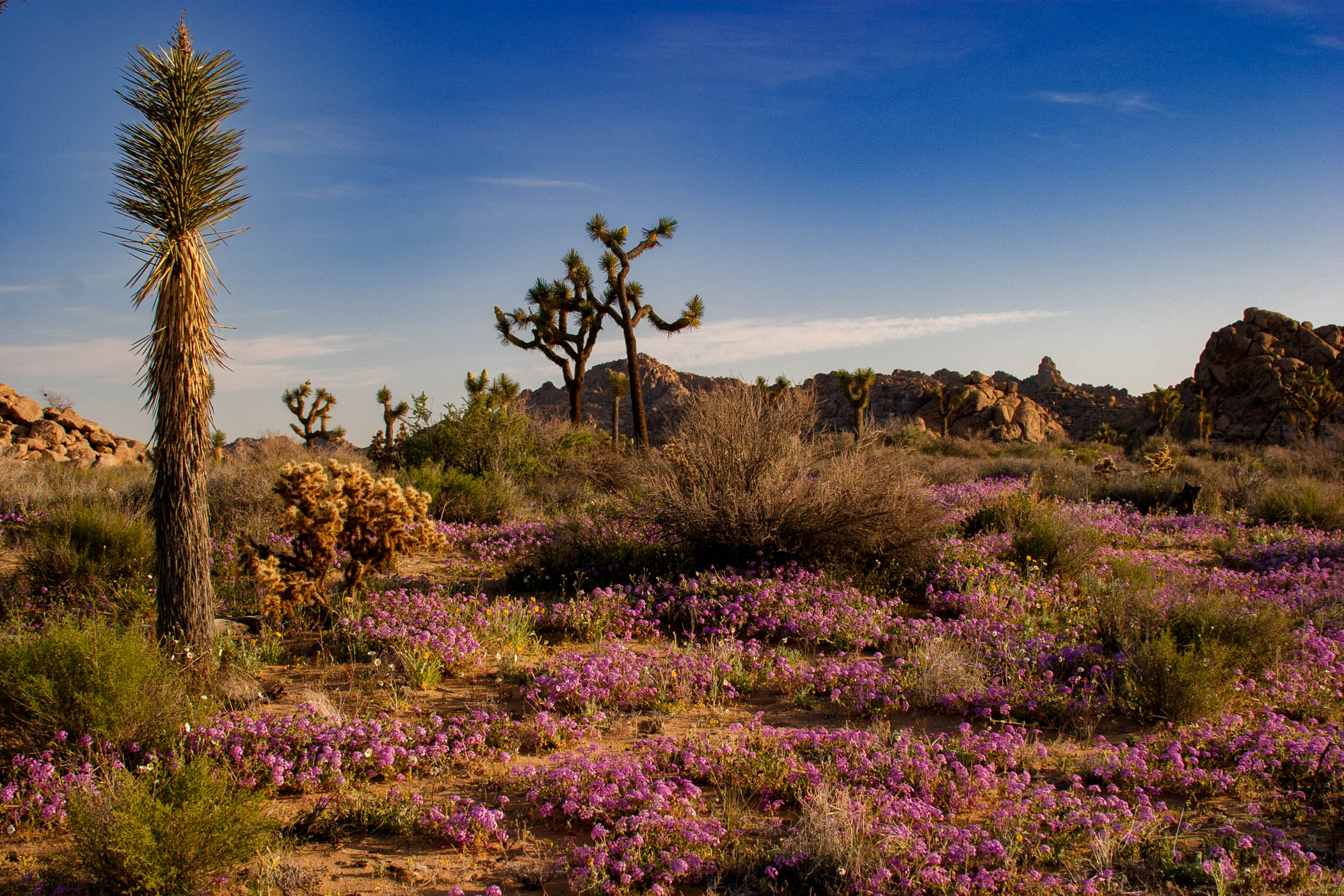 Beautiful Photography, Fine Art Landscape Print Of Joshua Tree National Park, California