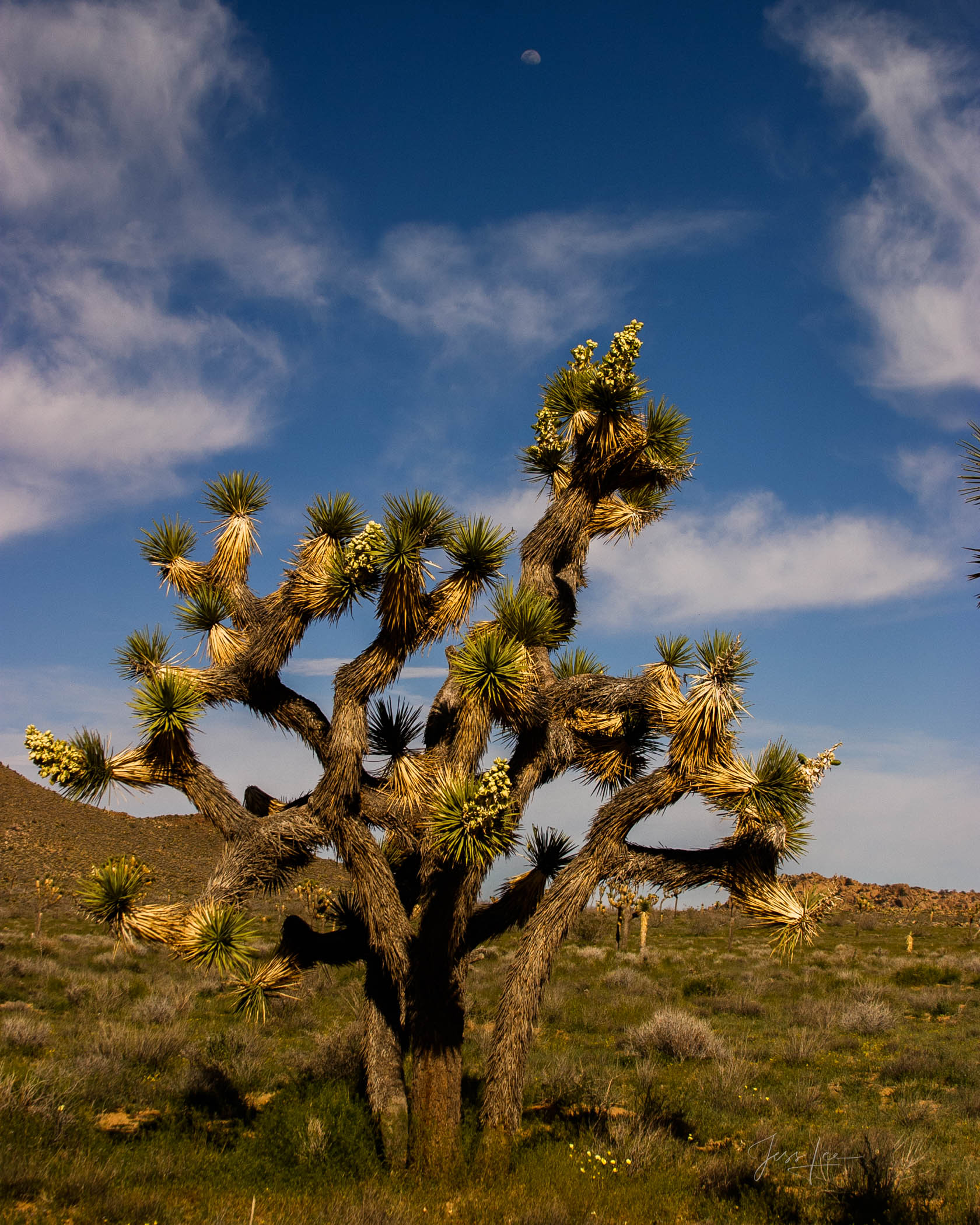 Beautiful Photography, Fine Art Landscape Print Of Joshua Tree National Park, California