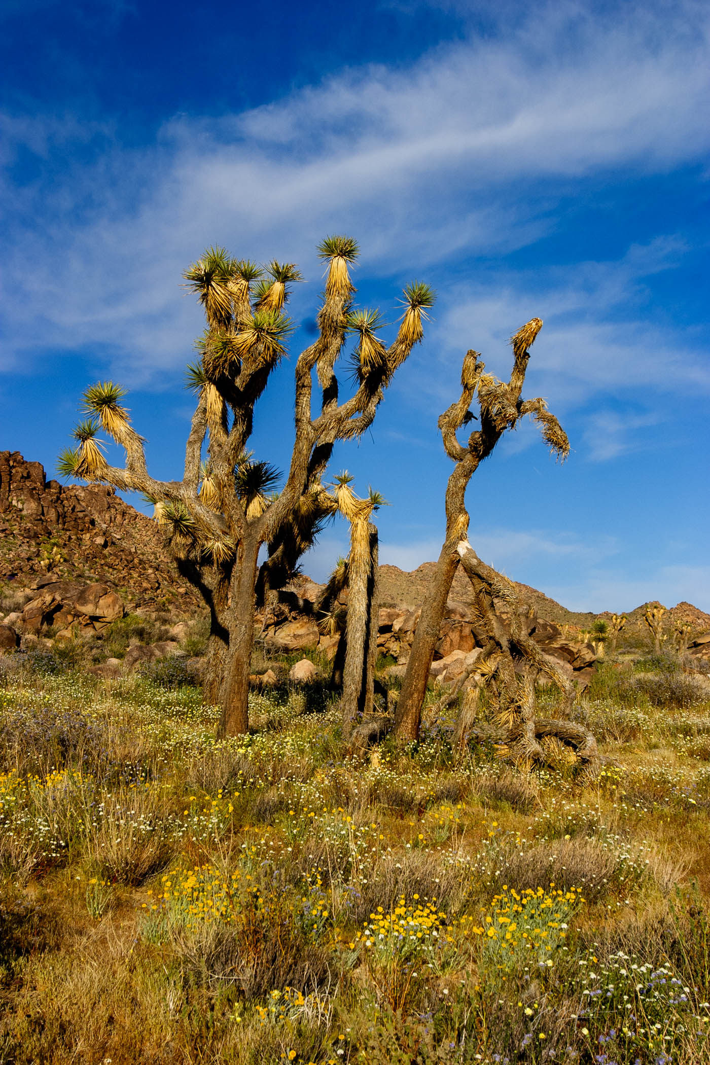 Beautiful Photography, Fine Art Landscape Print Of Joshua Tree National Park, California