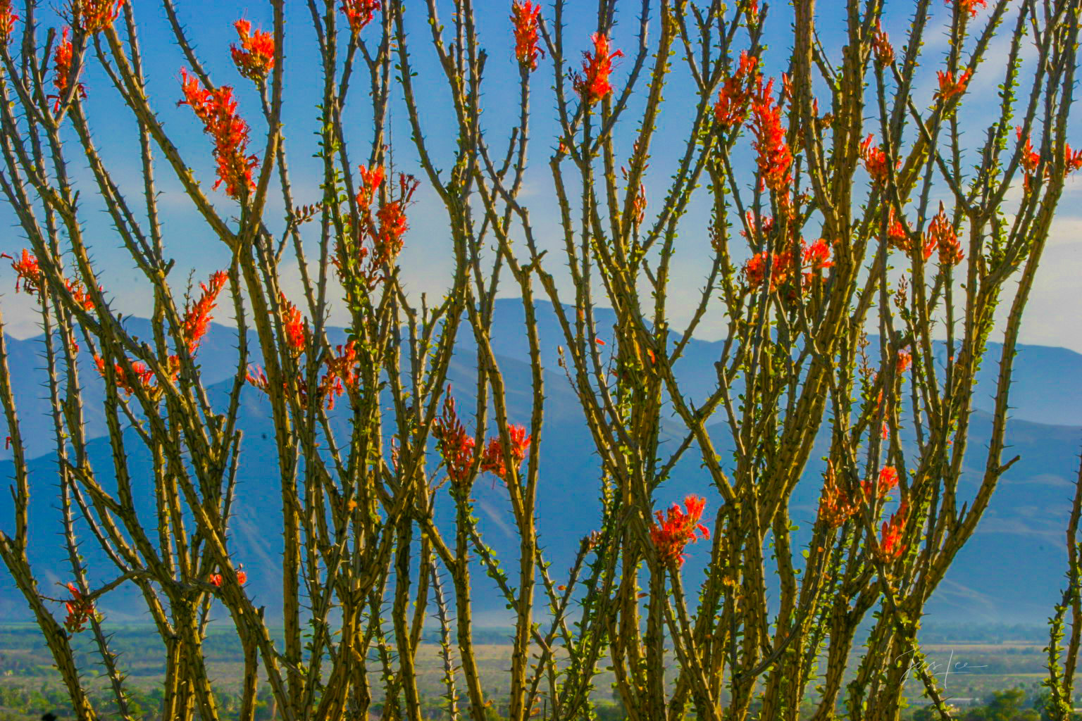 Beautiful Photography, Fine Art Landscape Print Of Joshua Tree National Park, California