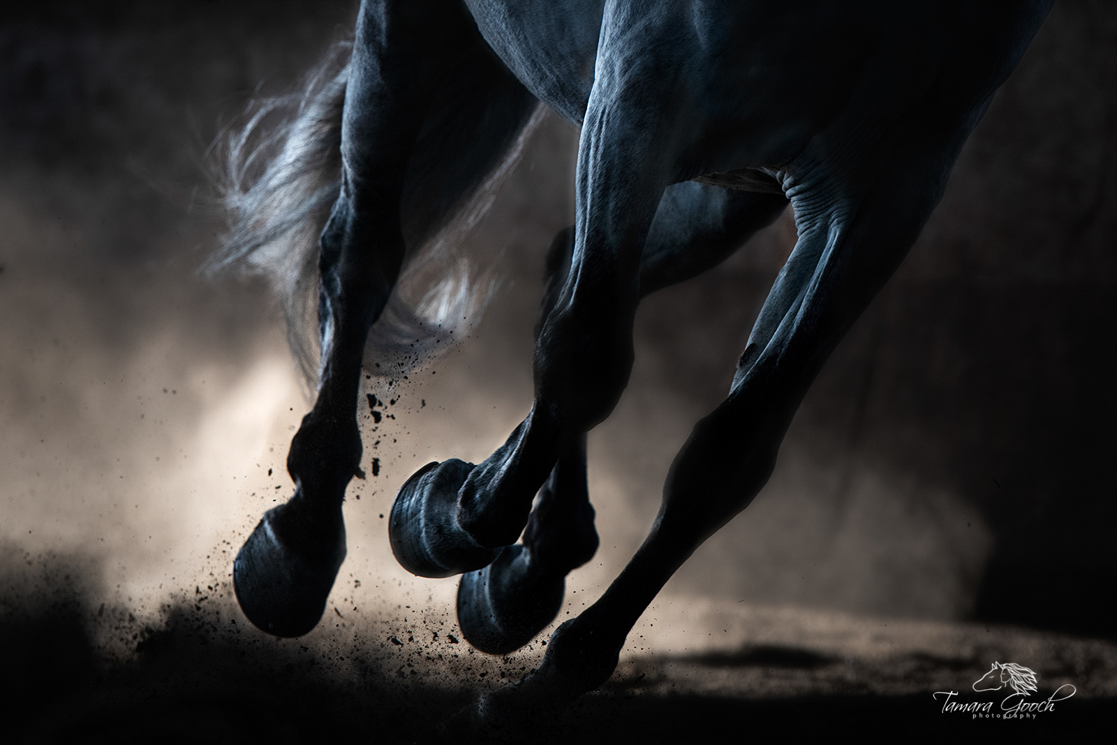 A photograph of a horses legs, tail and hooves in the dust.