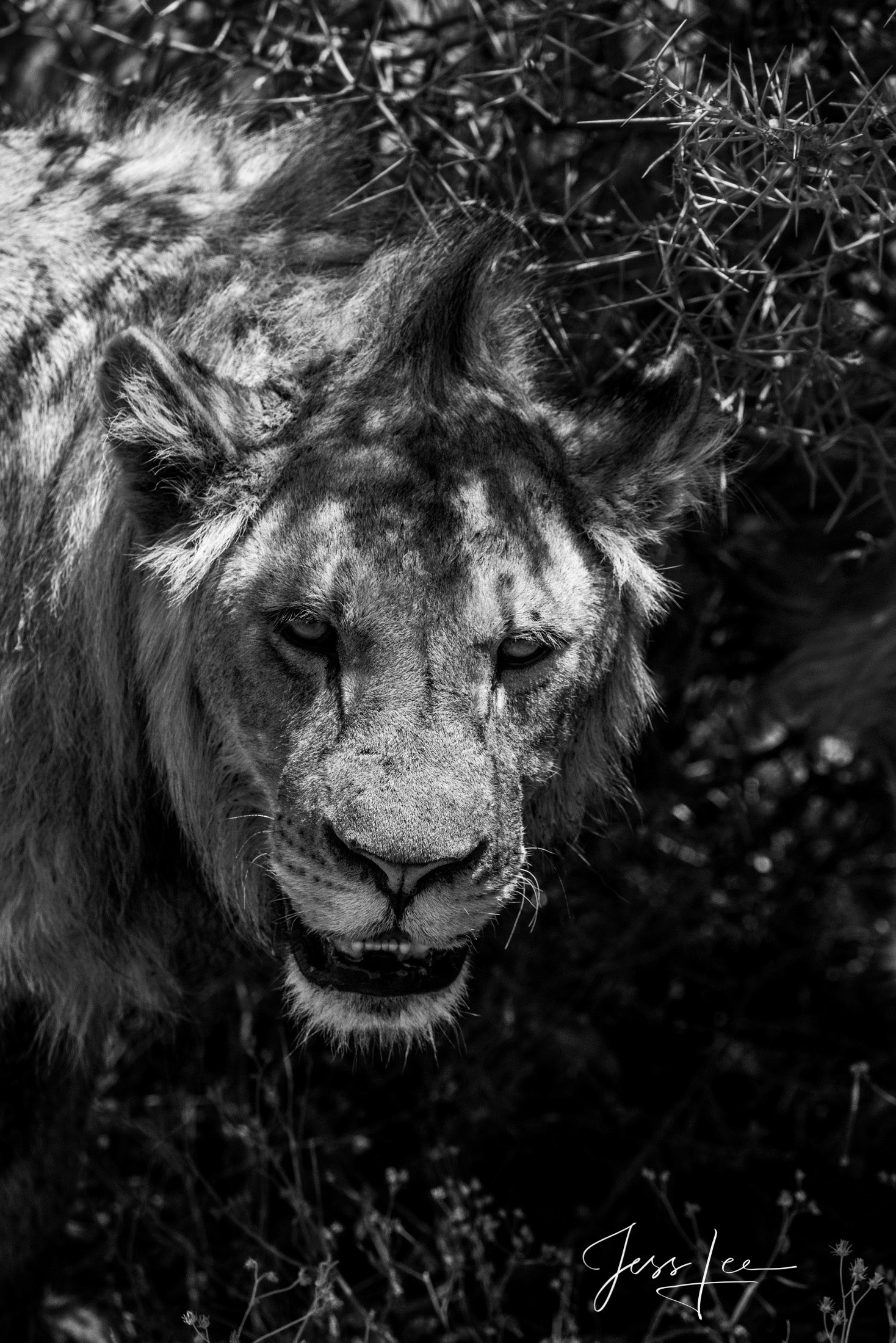 Lion out of the Darkness Black and White photo of African Lion Coming from the Dark.