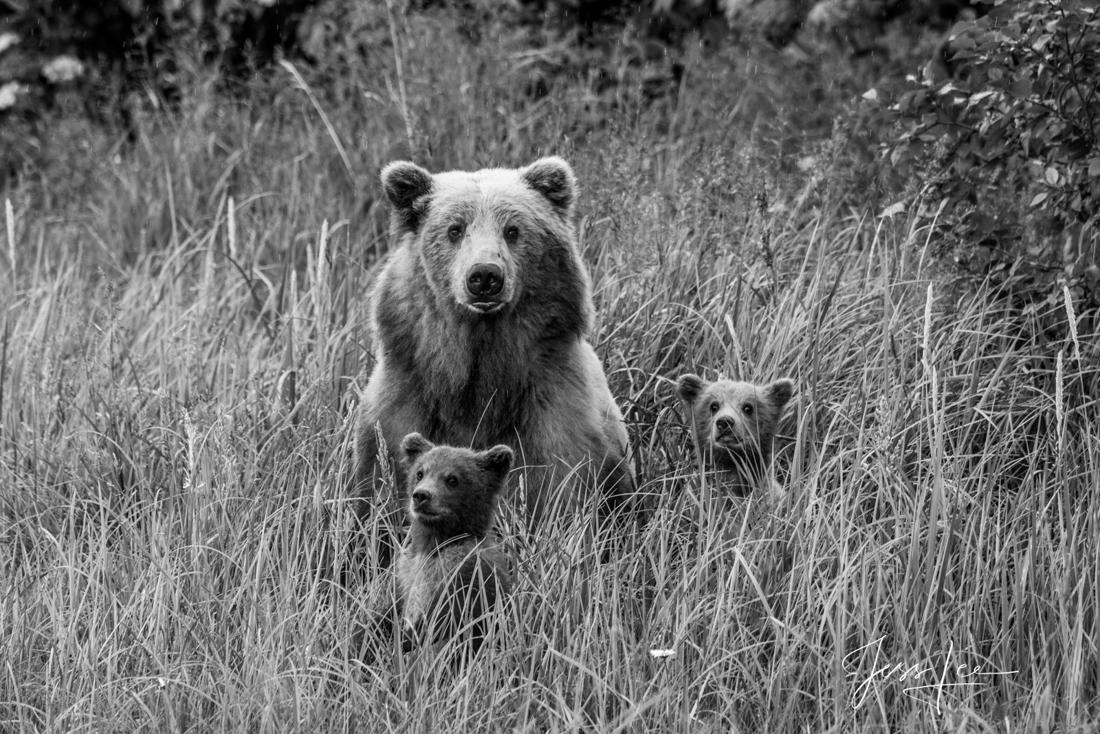 Grizzly Mom and Cubs