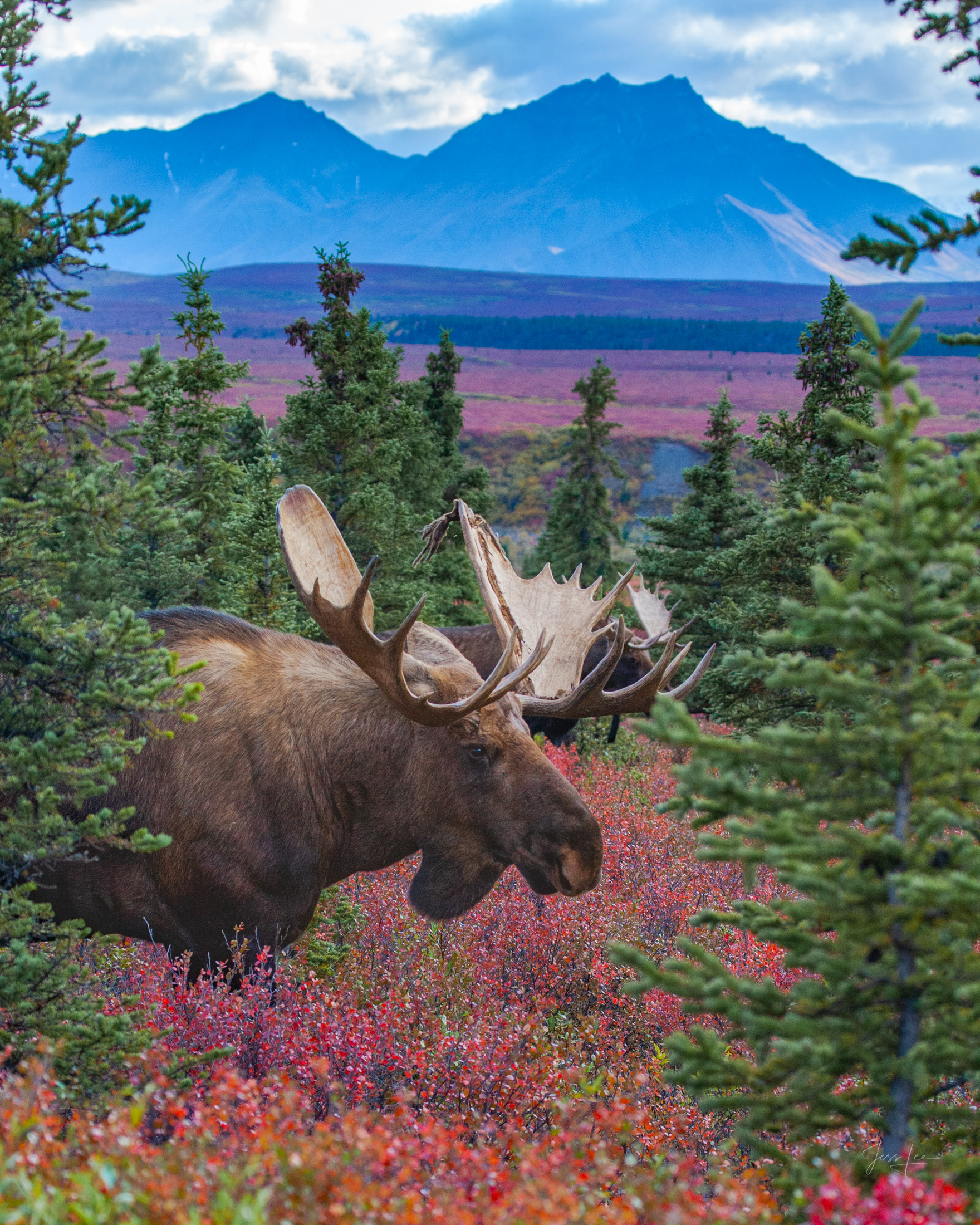 Bull Moose in Arctic Forest Denali Alaska, bull Moose feeding in the tundra. A limited edition of 800 prints. These Moose fine art Wildlife photographs are...