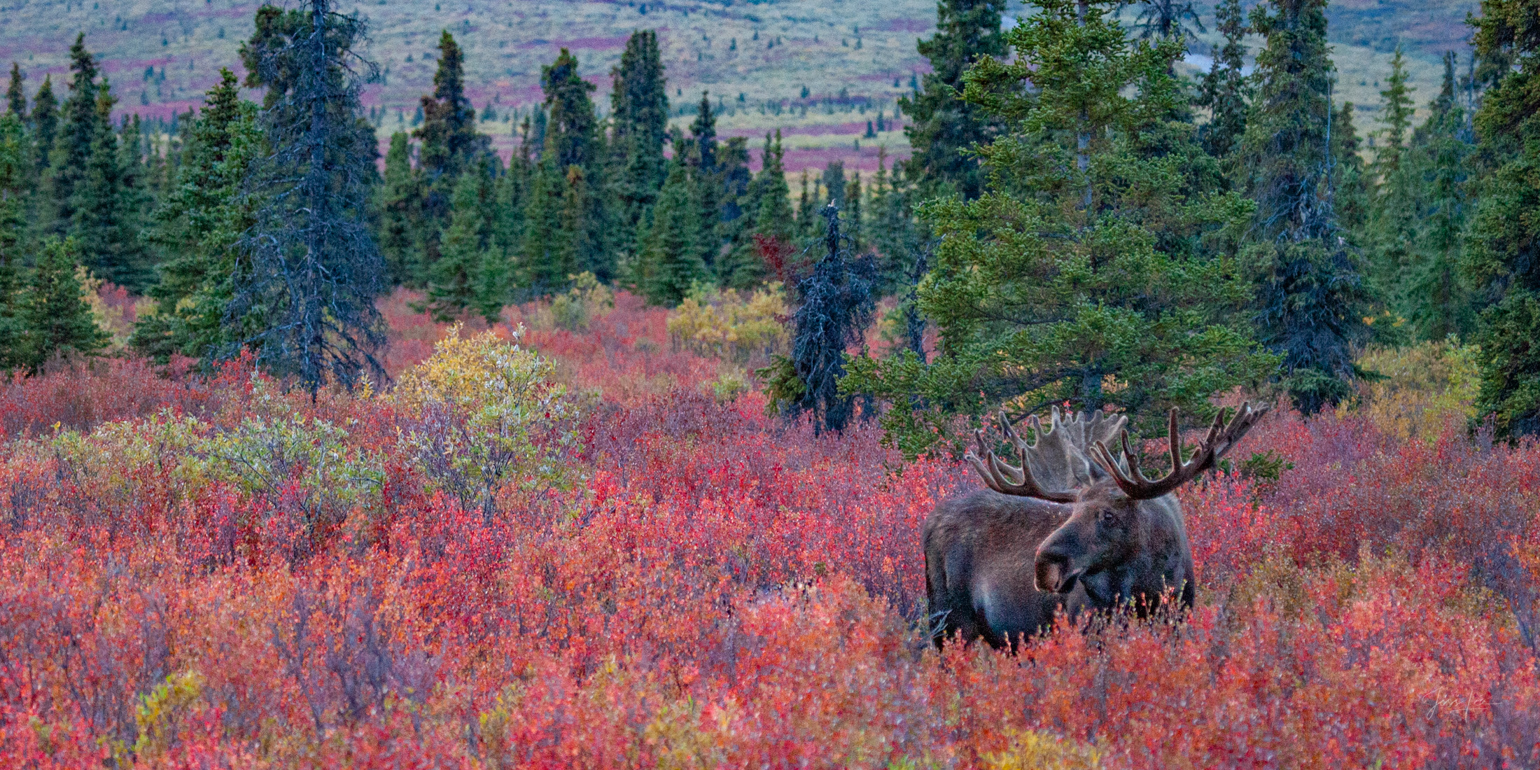 Bull Moose in Red Tundra Denali Alaska, bull Moose feeding in the red tundra. A limited edition of 800 prints. These Moose fine art Wildlife photographs...