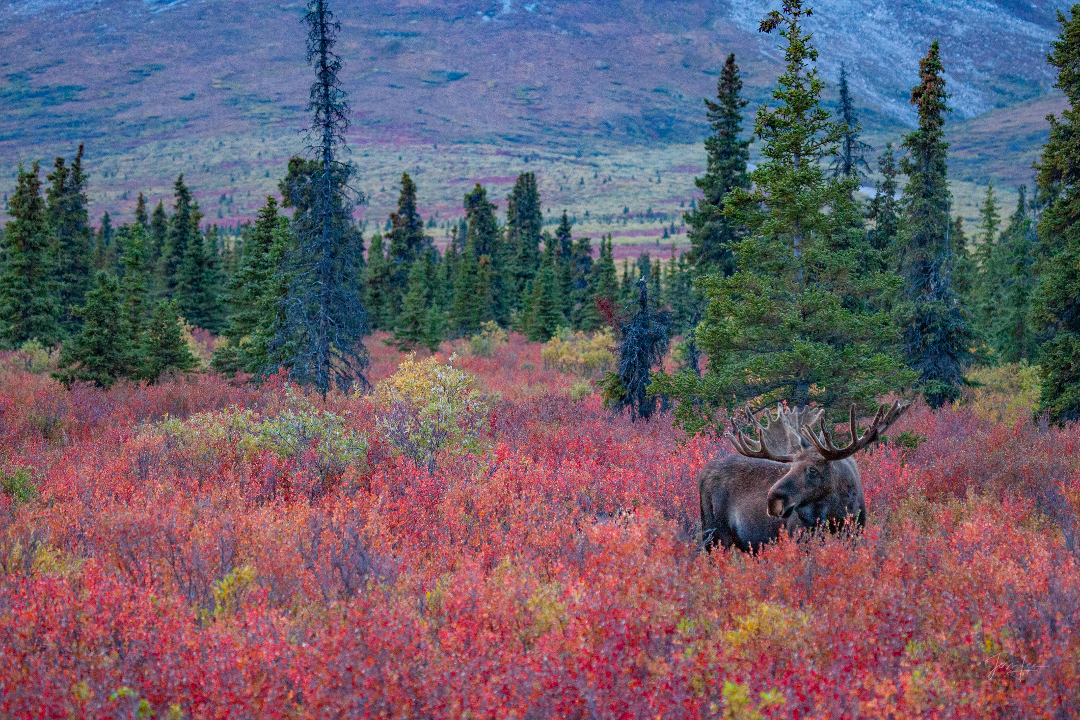 Big Moose, Autumn in big country Denali Moose, a limited edition of 800 prints. These Moose fine art Wildlife photographs are offered as high quality prints for...