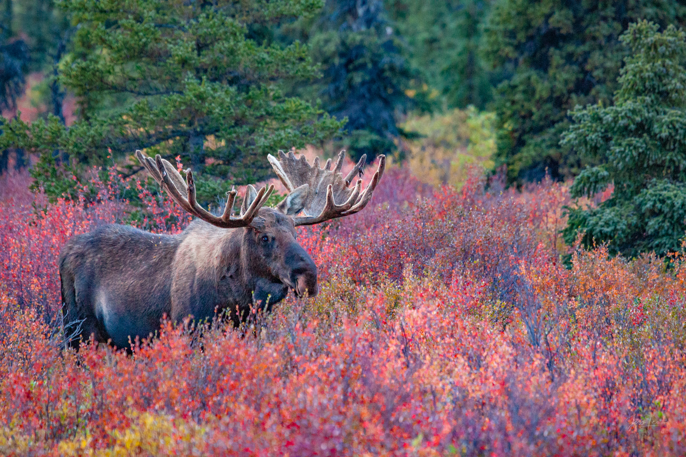 Big Red Denali Alaska, bull Moose feeding in the tundra. A limited edition of 800 prints. These Moose fine art Wildlife photographs are...