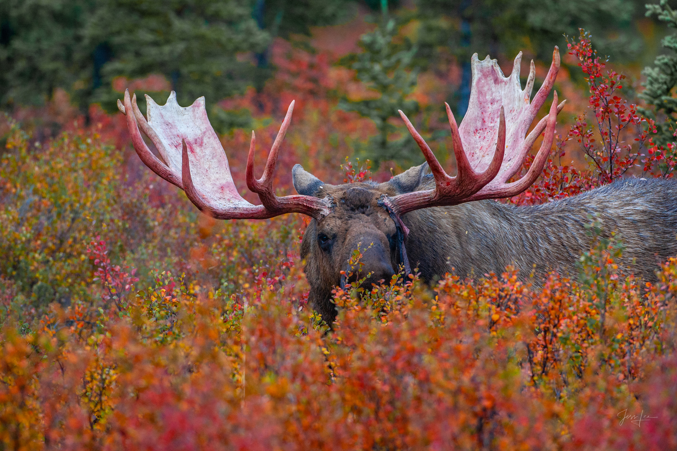 Peaking Bull Moose in Tundra Denali Alaska, bull Moose feeding in the tundra. A limited edition of 800 prints. These Moose fine art Wildlife photographs are...