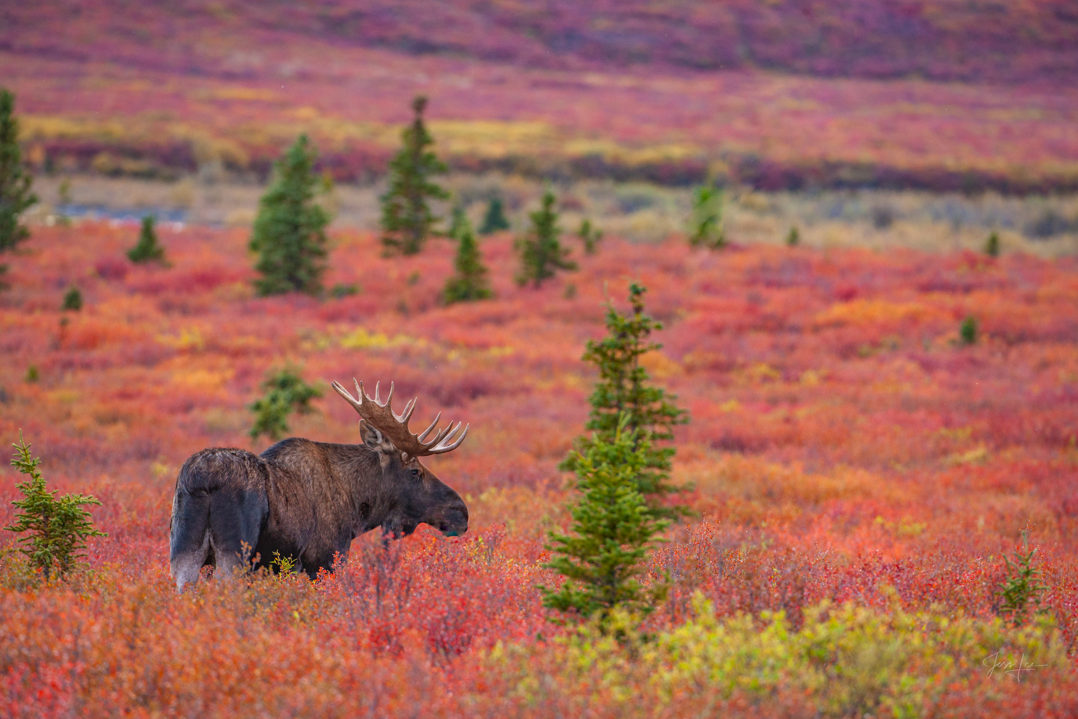Moose Exploring in the Tundra A lone moose exploring in the Alaskan tundra during autumn.