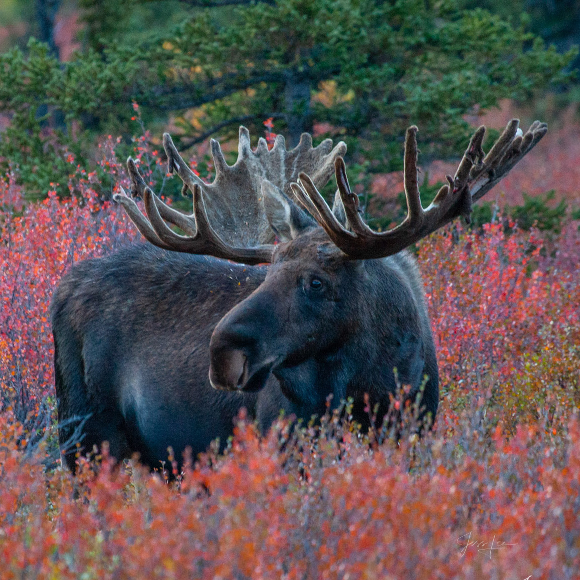 Alaskan Moose Beautiful Fall Photography