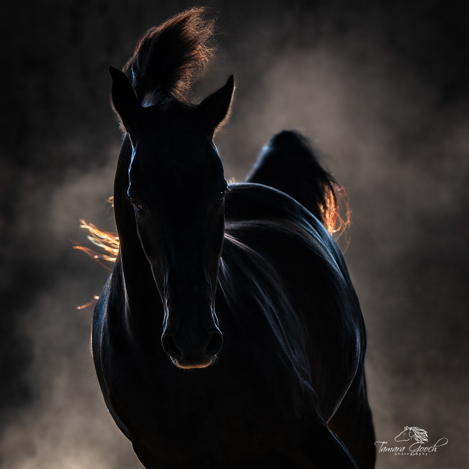 Morgan Horse Hank Photo EPW2_3801 A photo of a morgan horse at liberty back lit with dust in the background.