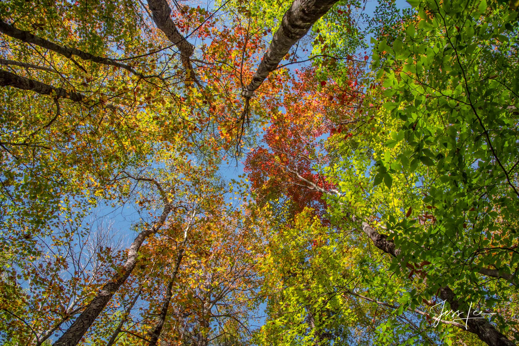 Fine Art Limited Edition of 200 Exclusive high-resolution Museum Quality Prints of Looking up at New England Autumn trees. Photo...