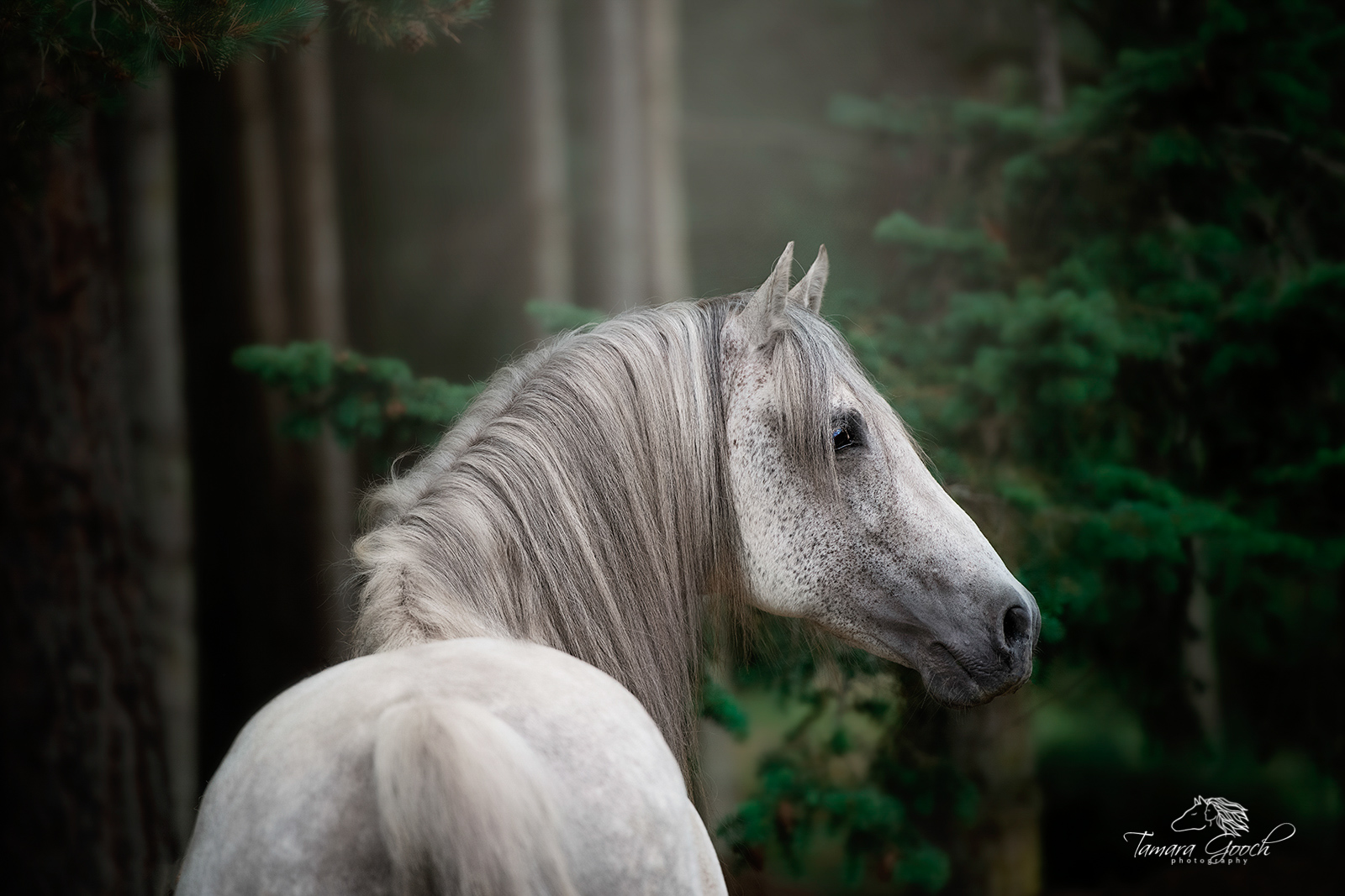 A photograph of a grey andalusian stallion in the forest of the Northwest.