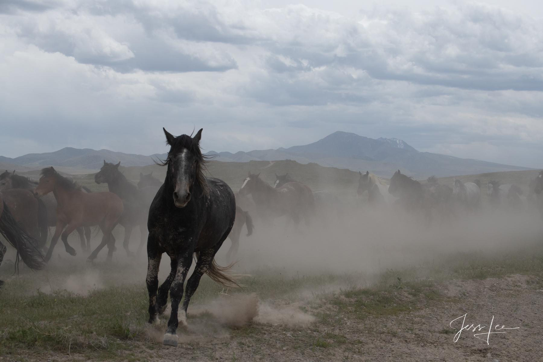 Limited Edition Fine Art print of a Onaqui Mountain wild horse stallion challenging me to move away from his herd. I DID! The...