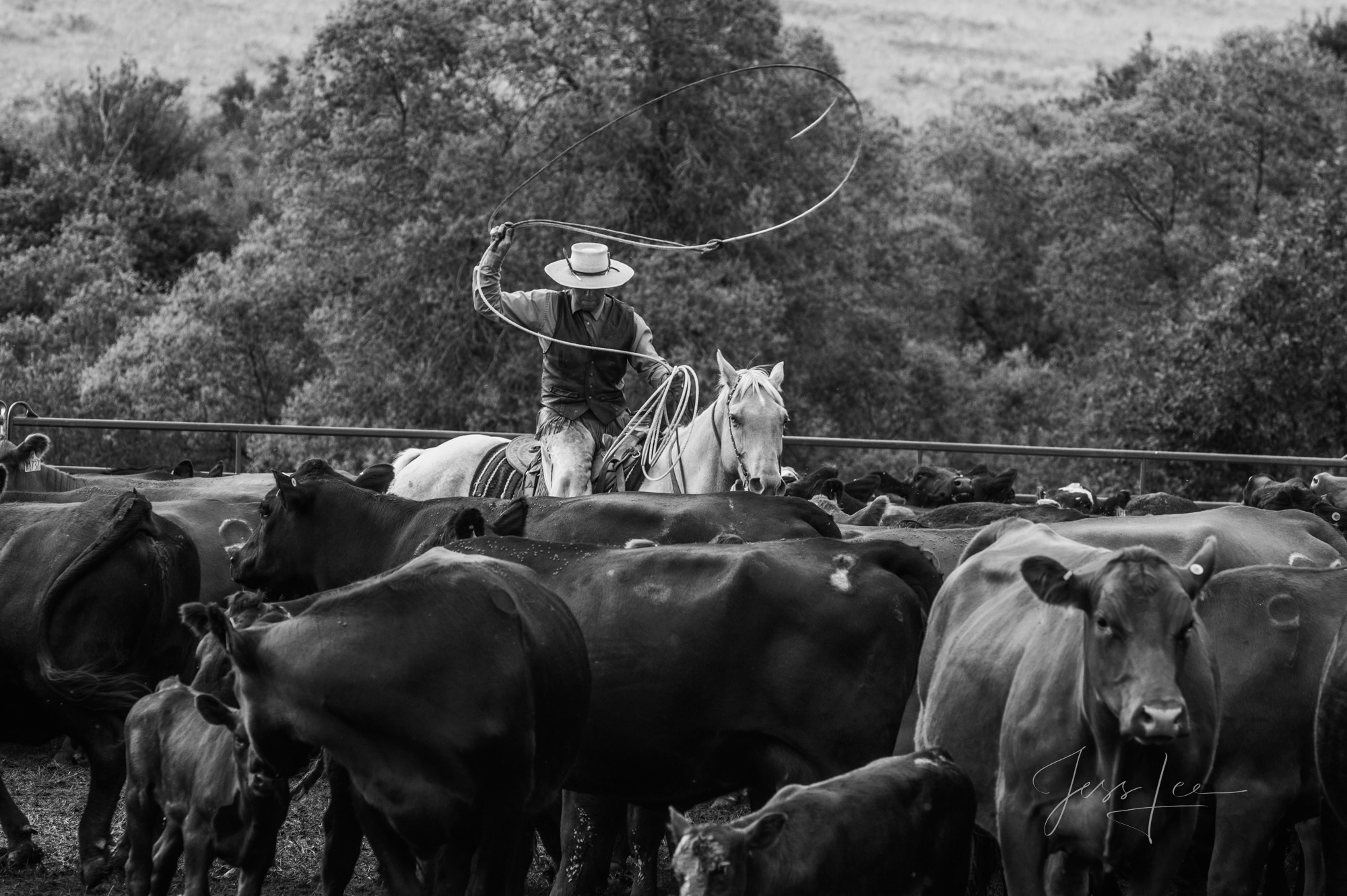 Eyes on target Fine Art Limited Edition Photo Prints of Cowboys, Horses, and life in the West. Eyes on Target. A Cowboy picture in black and...