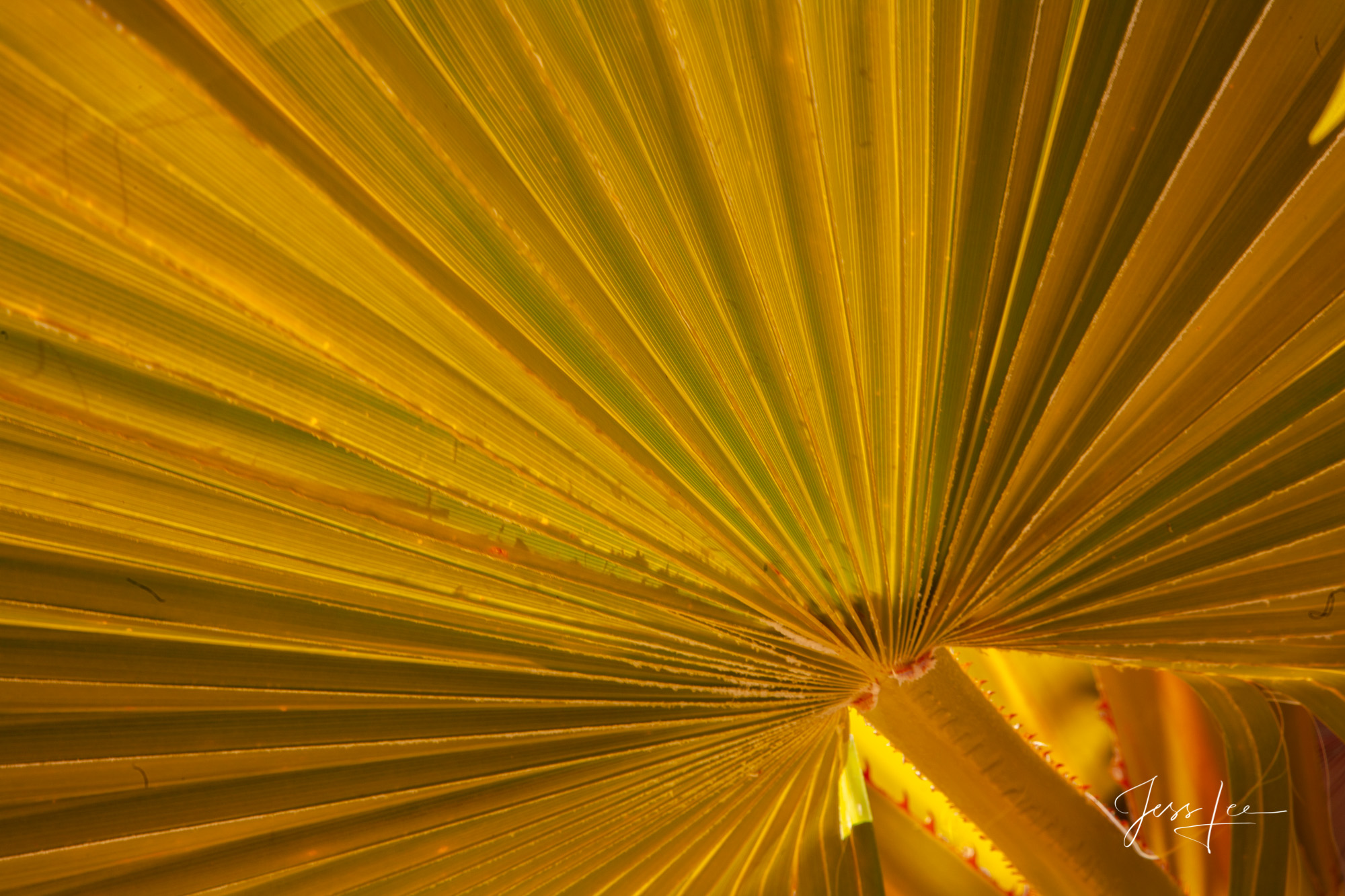 Close-up of a palm leaf in Palm Springs, California. 