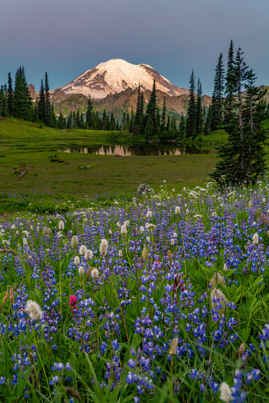 Mt Rainier Sunrise, Tipso Lake reflection and summer Lupine flowers make a beautiful picture of the splendor of Mt. Rainier National...