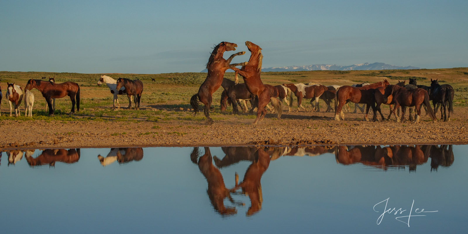 Fine Art Limited Edition Photography of Wild Herd of Mustang Horses. Wild Horses or Mustang herd reflections. This is part of...