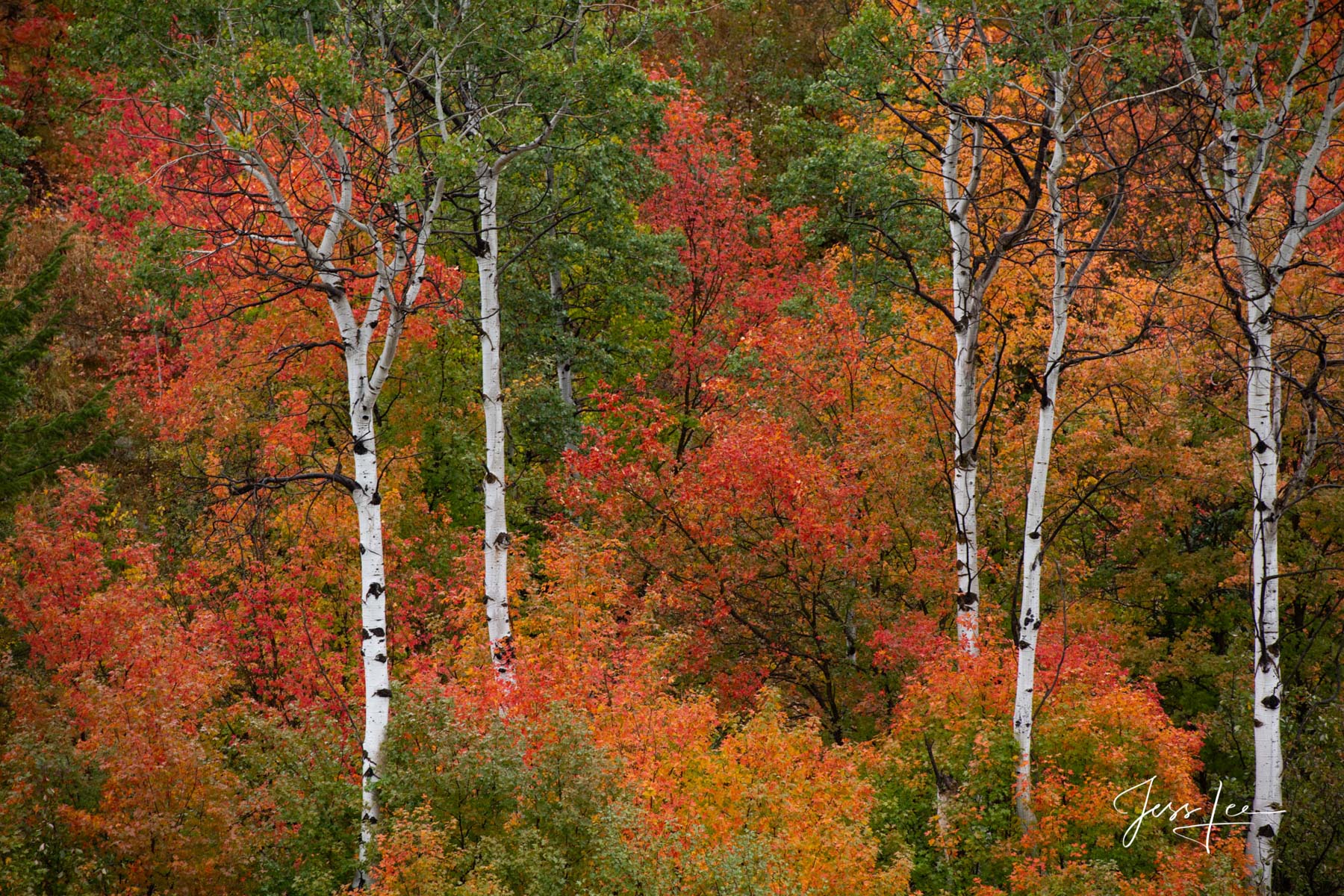 Rocky Mountain Red Trees Limited Edition of 200 Exclusive high-resolution Museum Quality Fine Art Prints of mountain fall color trees along the Snake...