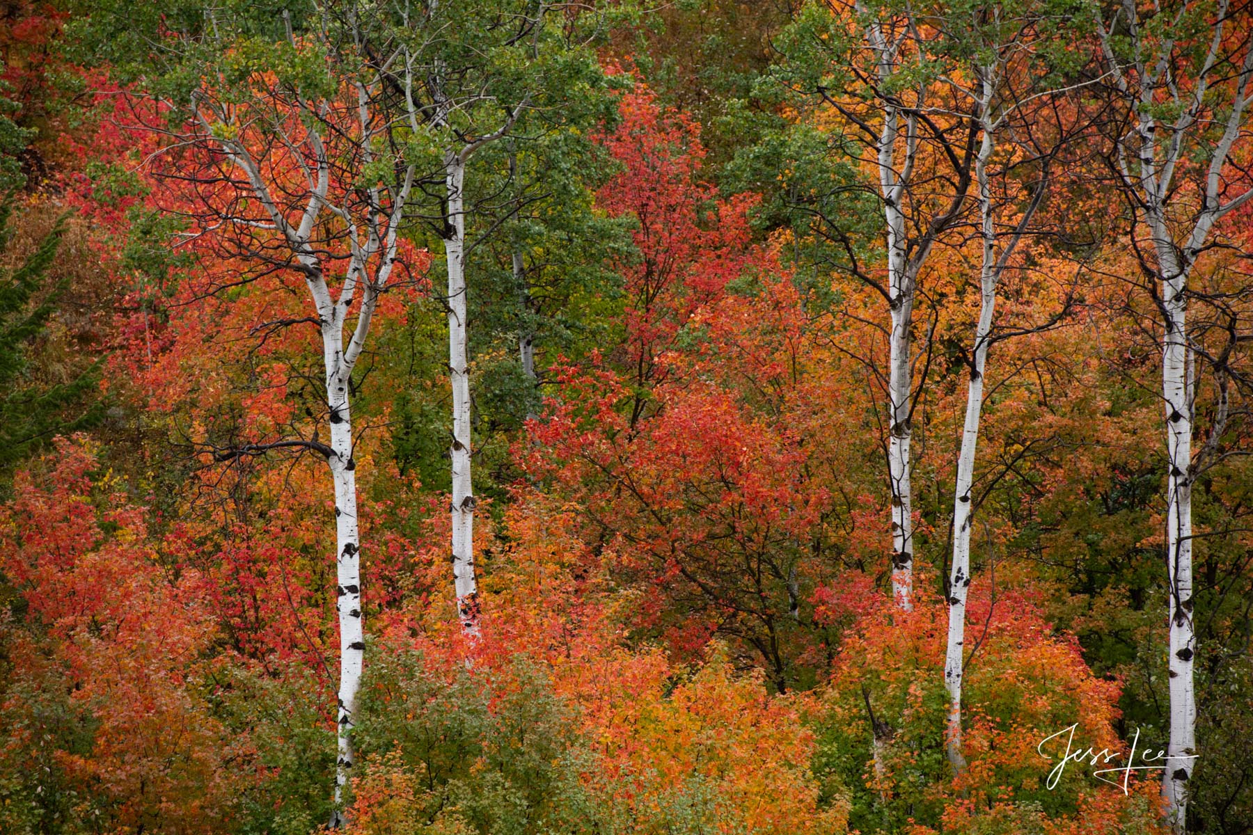 Limited Edition of 200 Exclusive high-resolution Museum Quality Fine Art Prints of mountain fall color trees along the Snake...