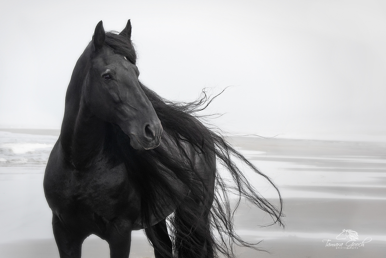 A black and white photo of a Friesian horse stallion standing on the beach