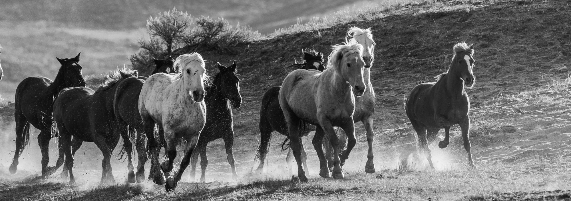 Black and White Photography, Horse Photography