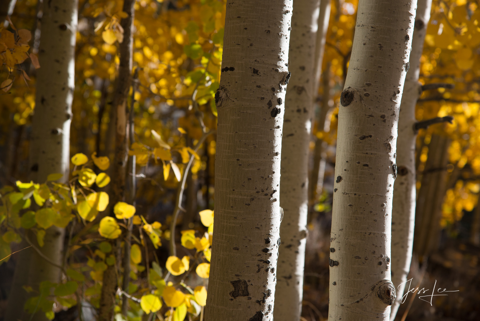 Sierra Gold Aspen trees in Sierra Mountains, California.