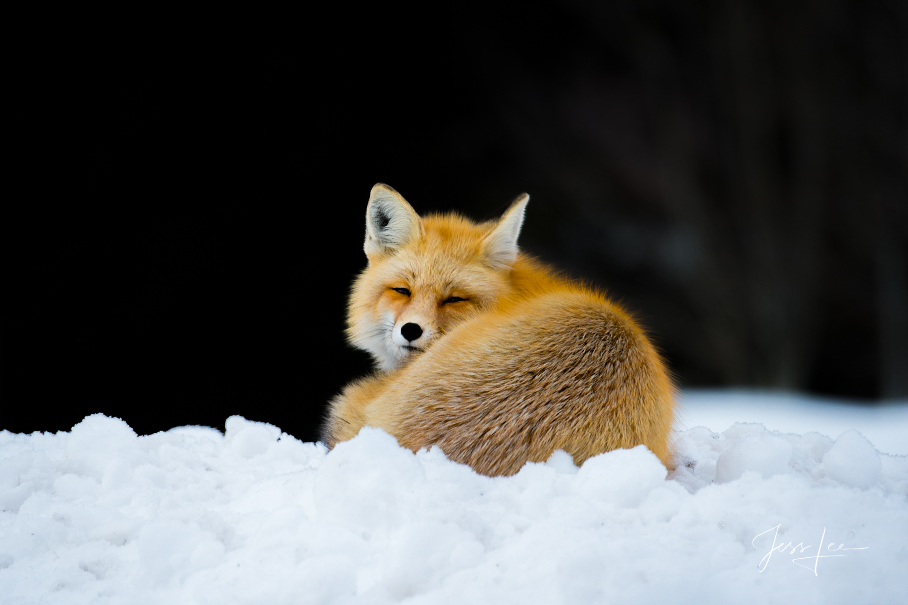Limited Edition of 250 Exclusive high-resolution Museum Quality Fine Art FOX  Prints. Photos copyright © Jess Lee