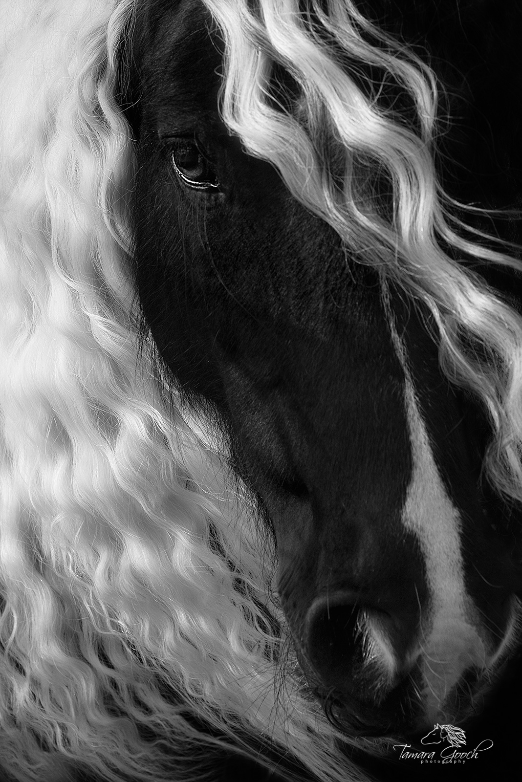 gypsy vanner horses