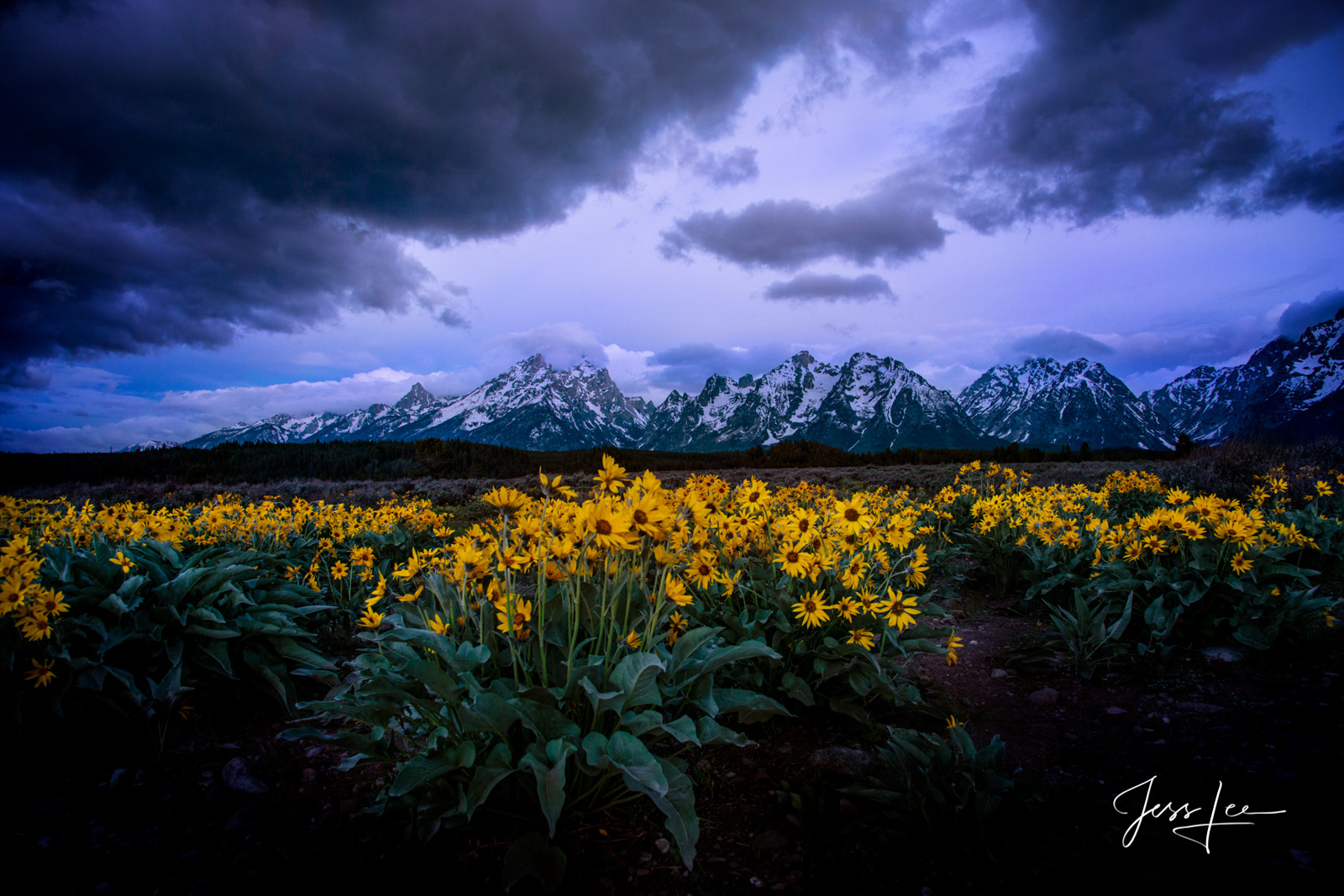 Spring flowers with a storm on the Tetons Grand Teton Flowers