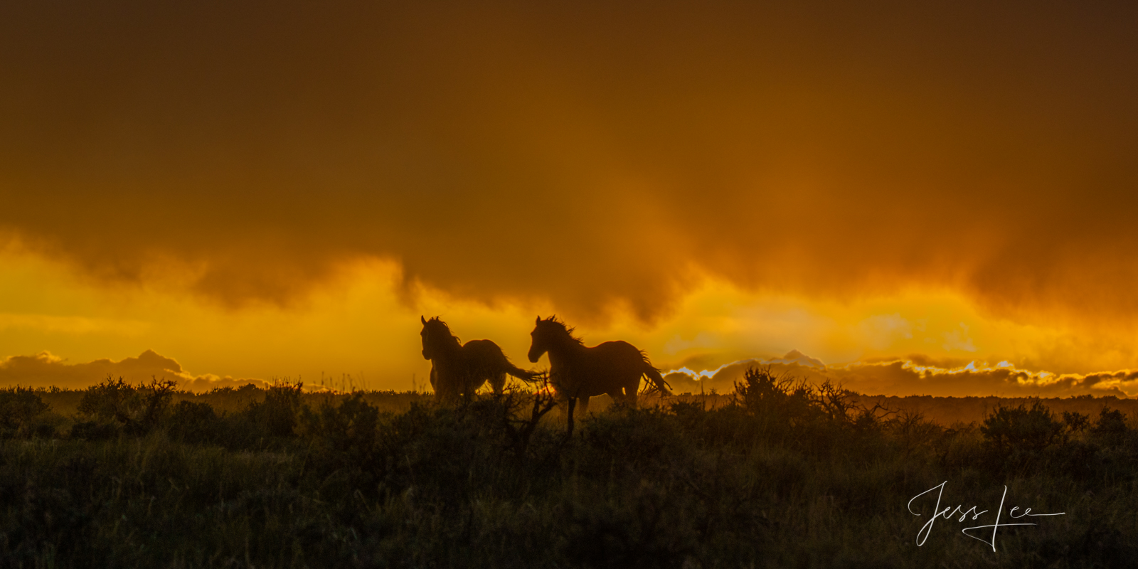 Fine Art Limited Edition Photography of Wild Herd of Mustang Horses. Wild Horses or Mustang herd running ahead of the storm....