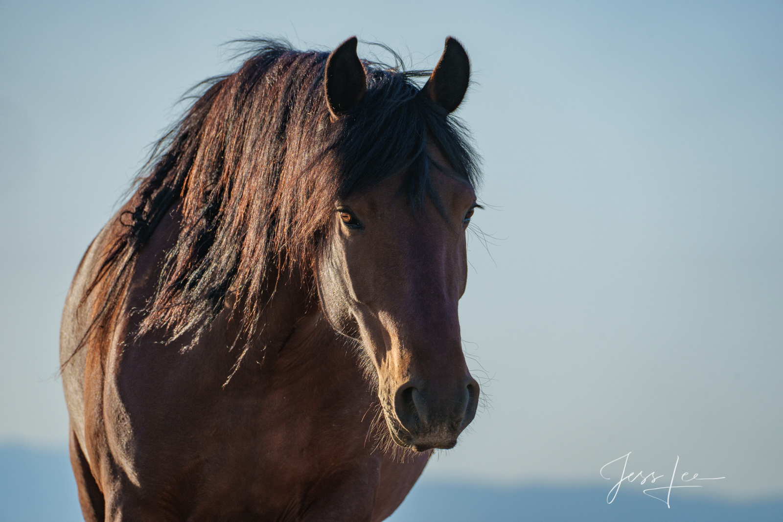 Fine Art Limited Edition Photography of Wild Mustang Stud. Wild Horses or Mustang herd. This is part of the luxurious collection...