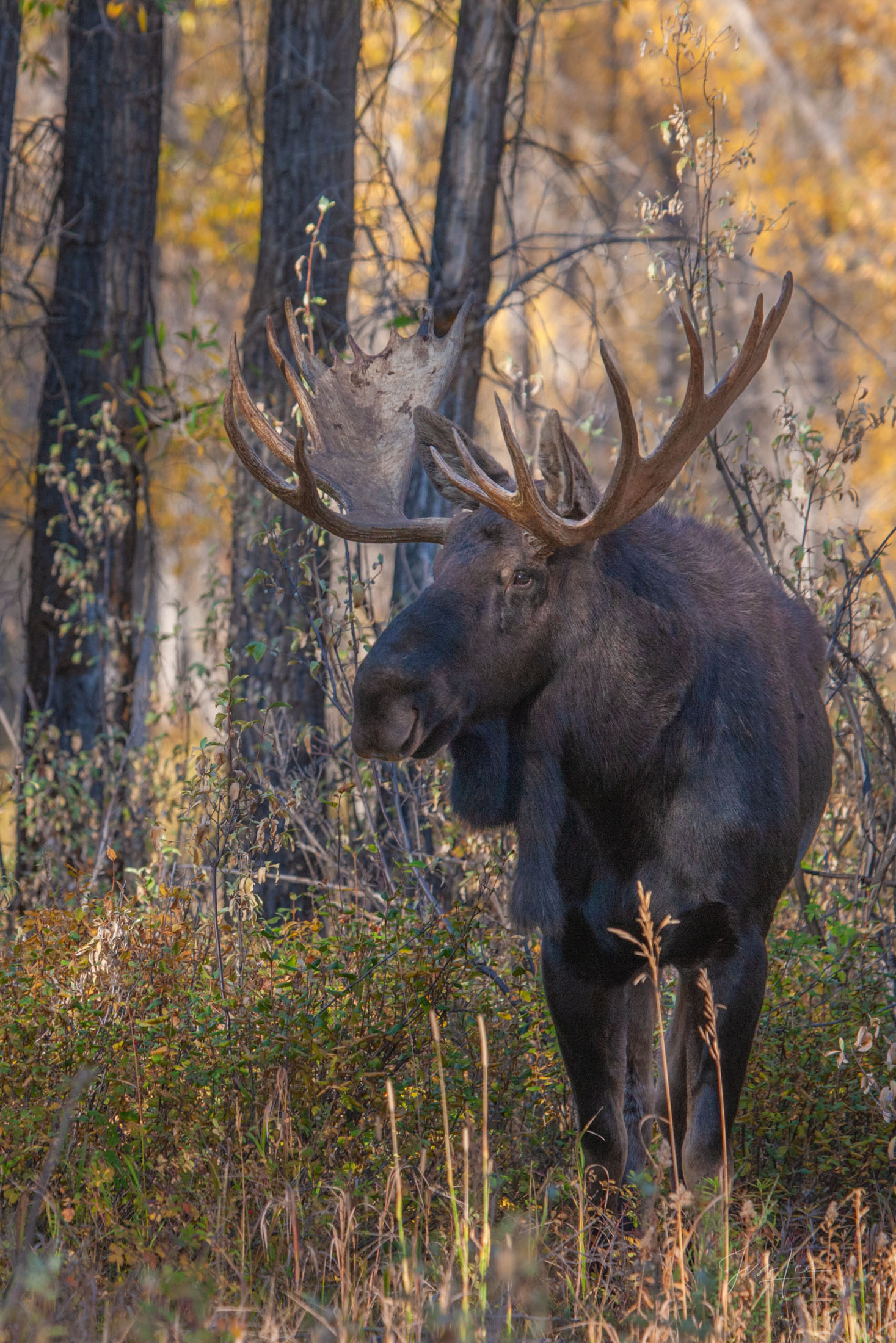 Teton Fall Moose Teton Bull Moose Photo